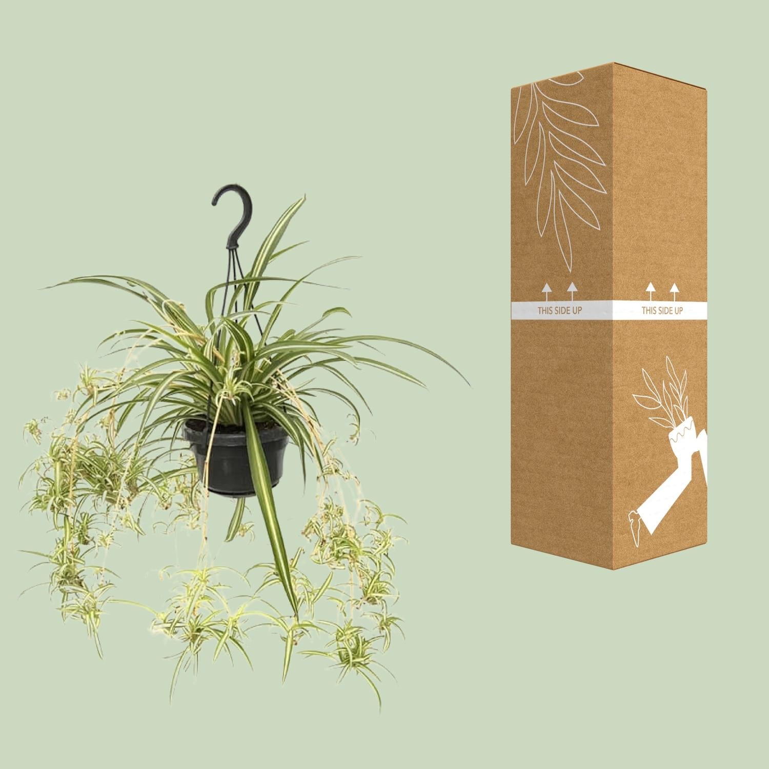 Chlorophytum Comosum ‘Variegatum’ – Grünlilie - 30-55 cm