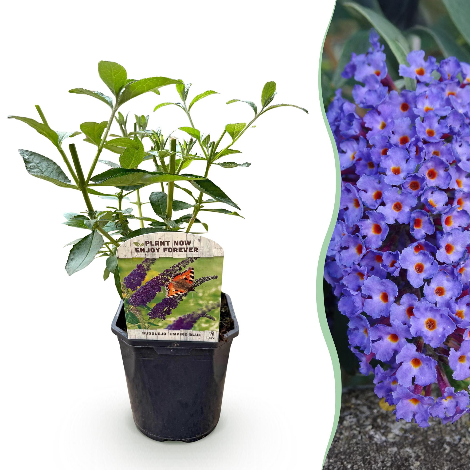 Butterfly bush 'Empire Blue' – blue flowers, 1 plant, 17 cm pot, 25 cm tall