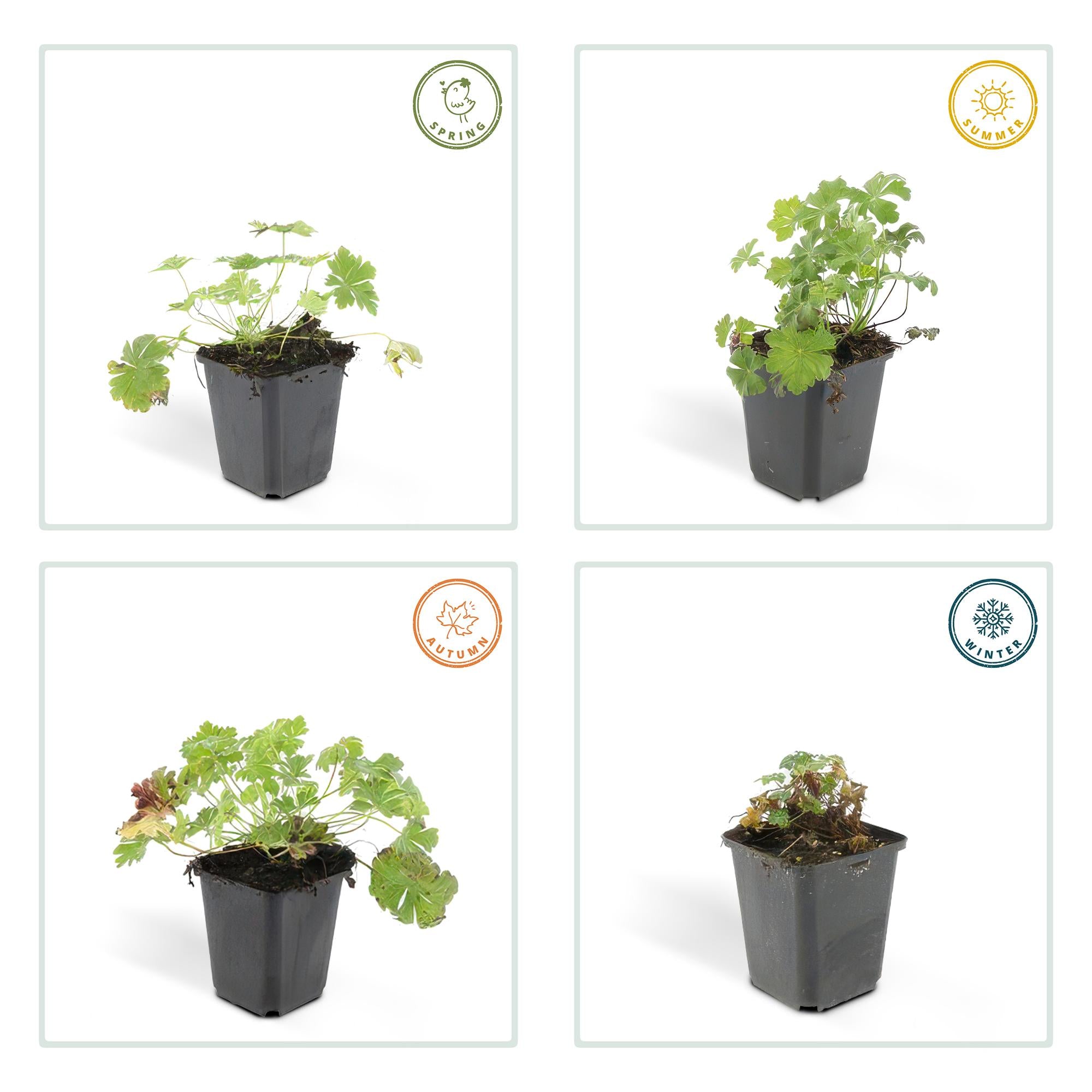 Geranium cantabrigiense ‘Biokovo’ – kompakter Storchschnabel, 9 cm Topf, 10–25 cm Höhe