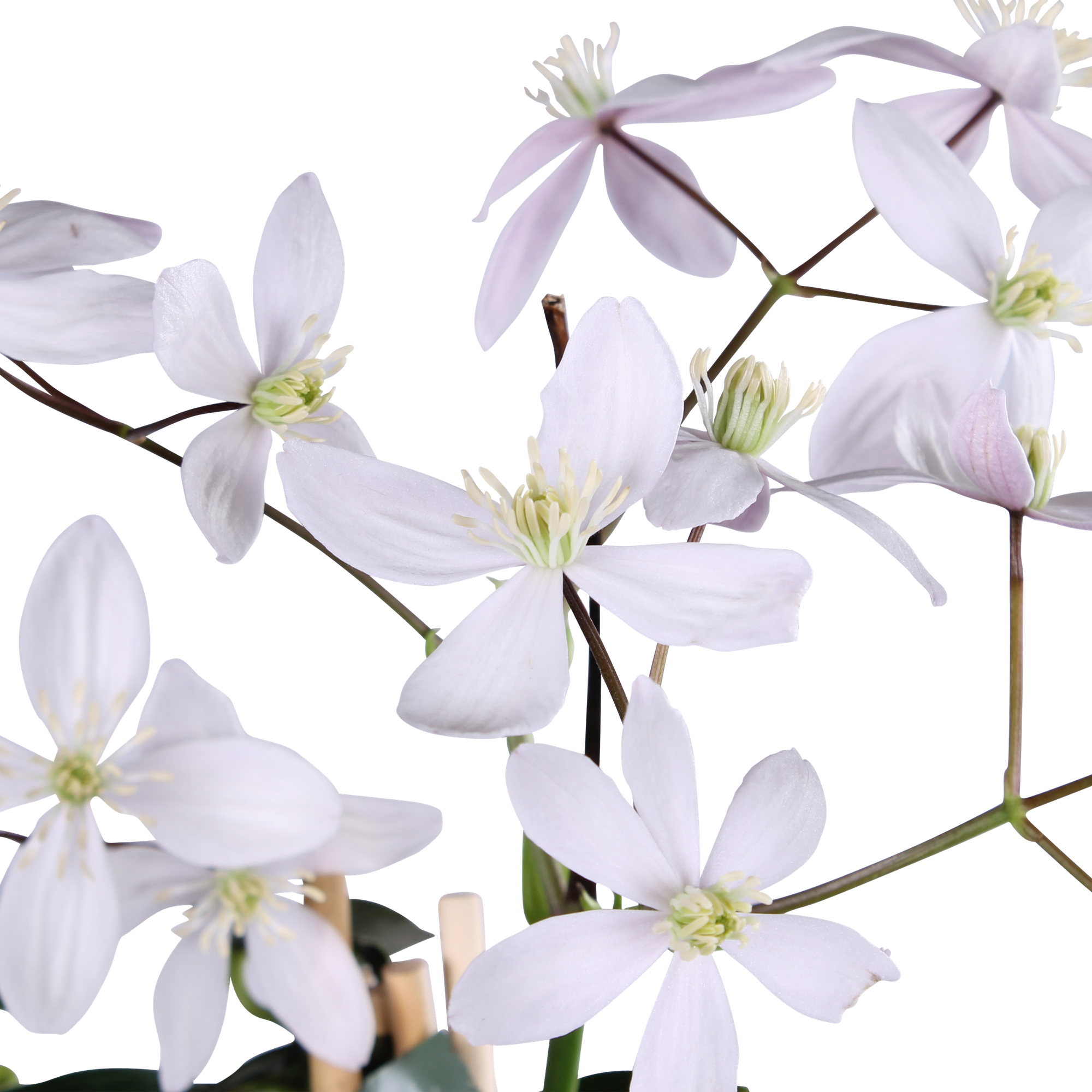 Clematis armandii 'Apple Blossom' – vintergrön, ljusrosa klätterväxt, 15 cm kruka, 65 cm höjd
