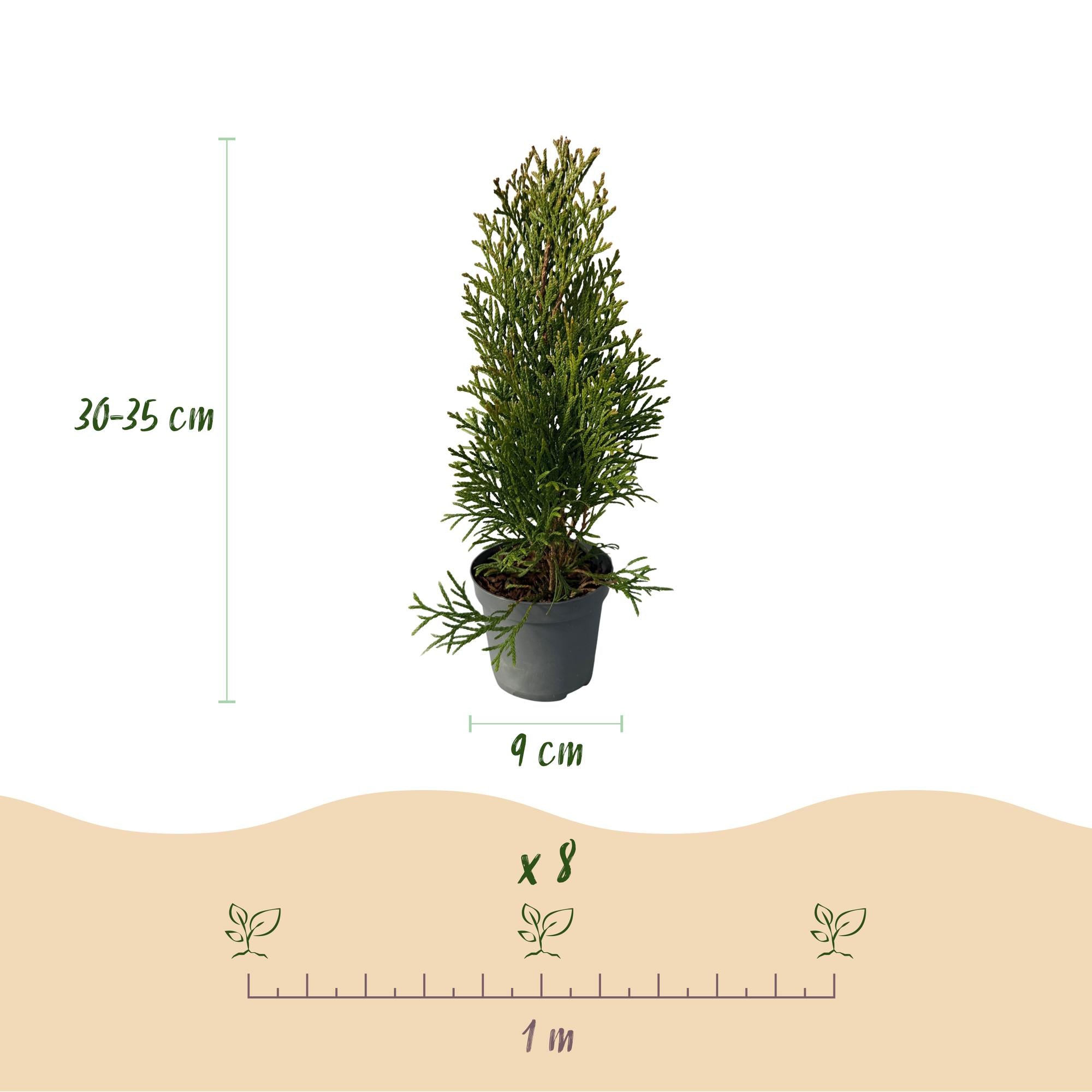 Lebensbaum ‘Smaragd’ (Thuja occidentalis) – 8 Pflanzen für 1 m Hecke, 30–35 cm Höhe, 9-cm-Topf