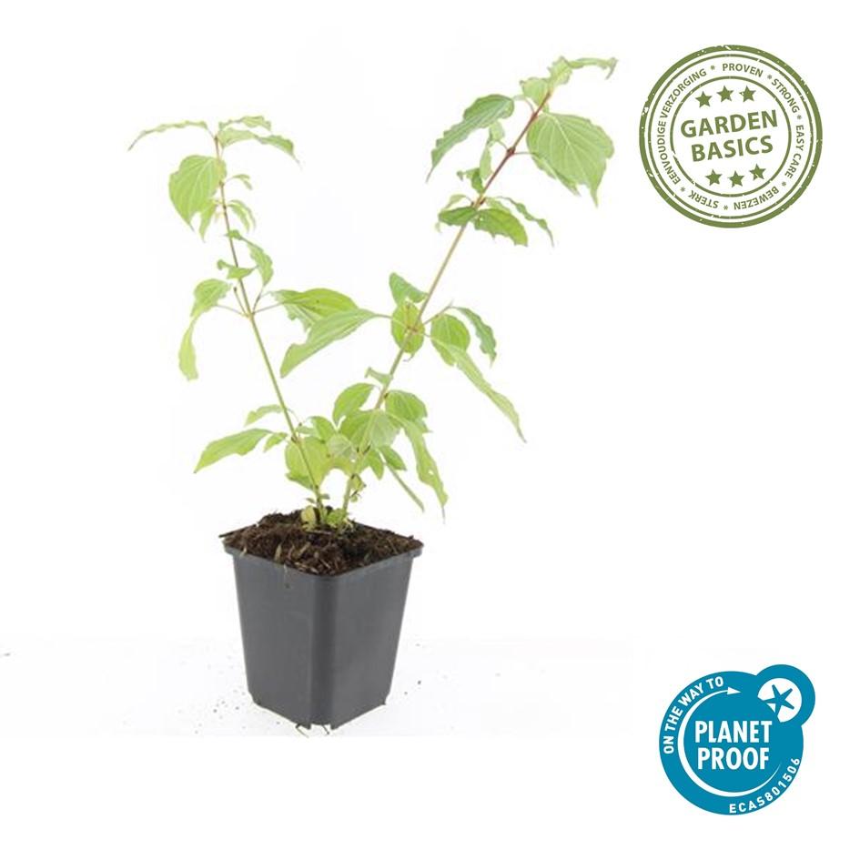 Hartriegel ‘Anny's Winter Orange’ – 9 cm Topf, 10–25 cm hoch