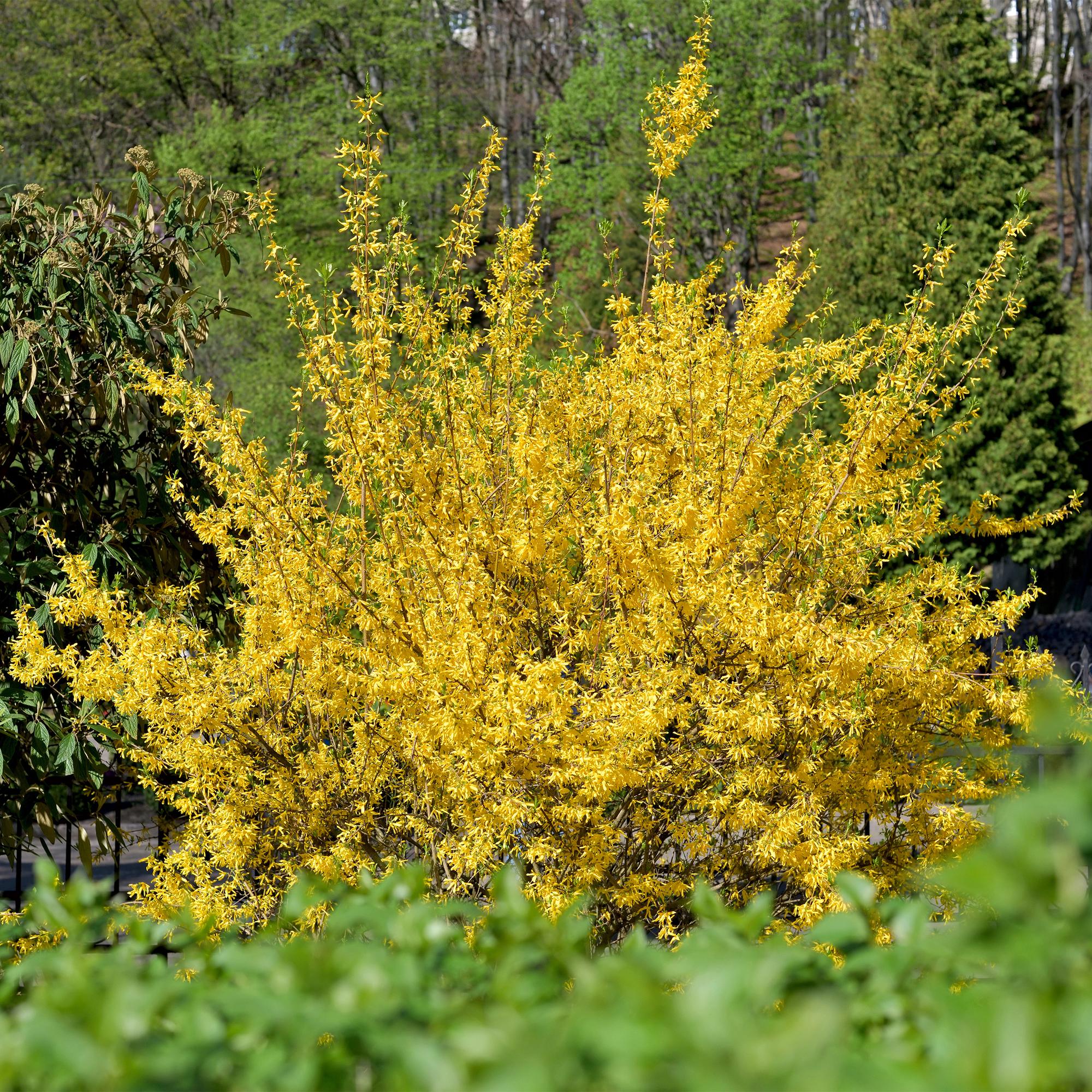 Forsythia 'Goldrauch' – gulblommande buske, 1 planta, 17 cm kruka, 45 cm hög