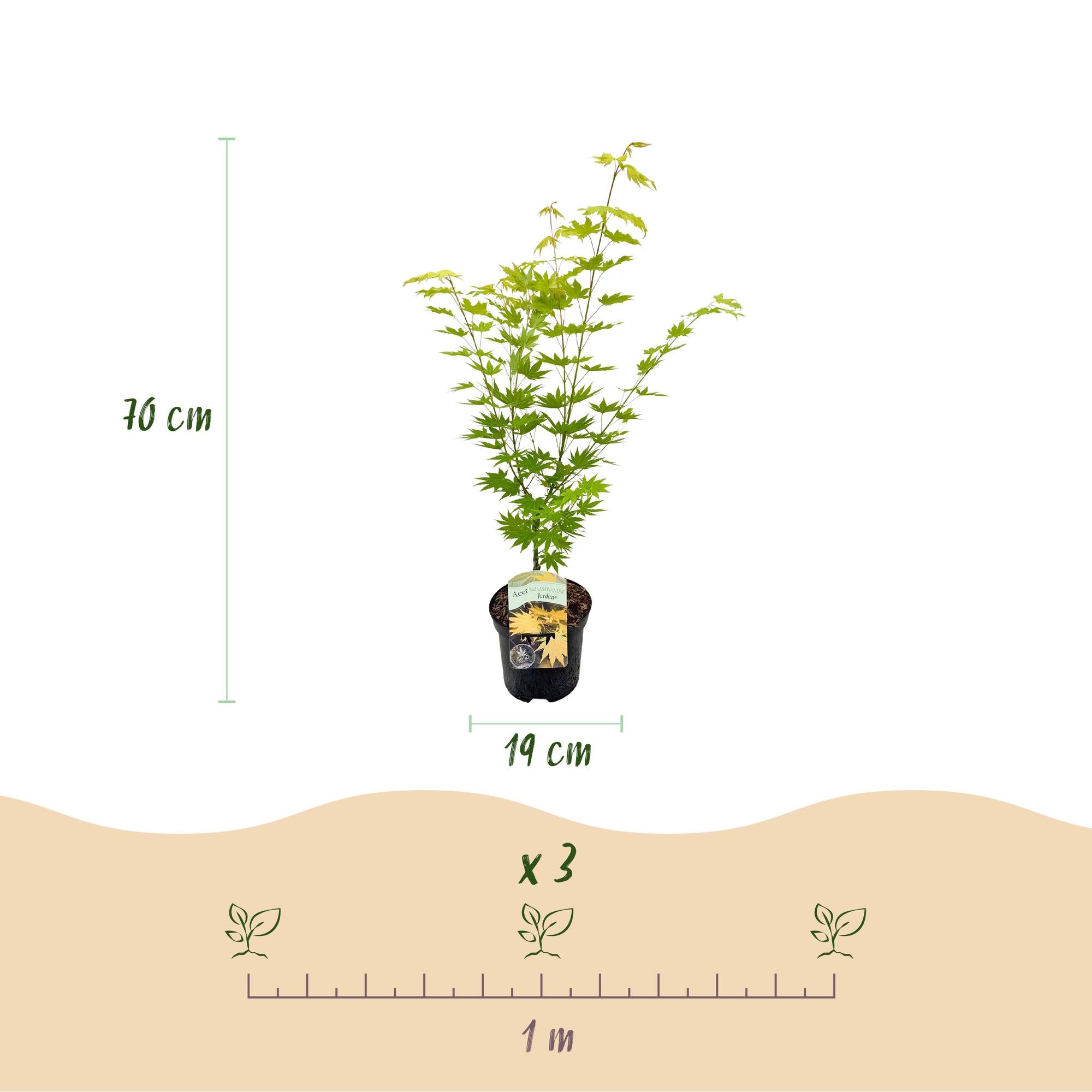 Acer Palmatum 'Jordan' – javor dlanitý, opadavý – květináč 19 cm, výška 70 cm