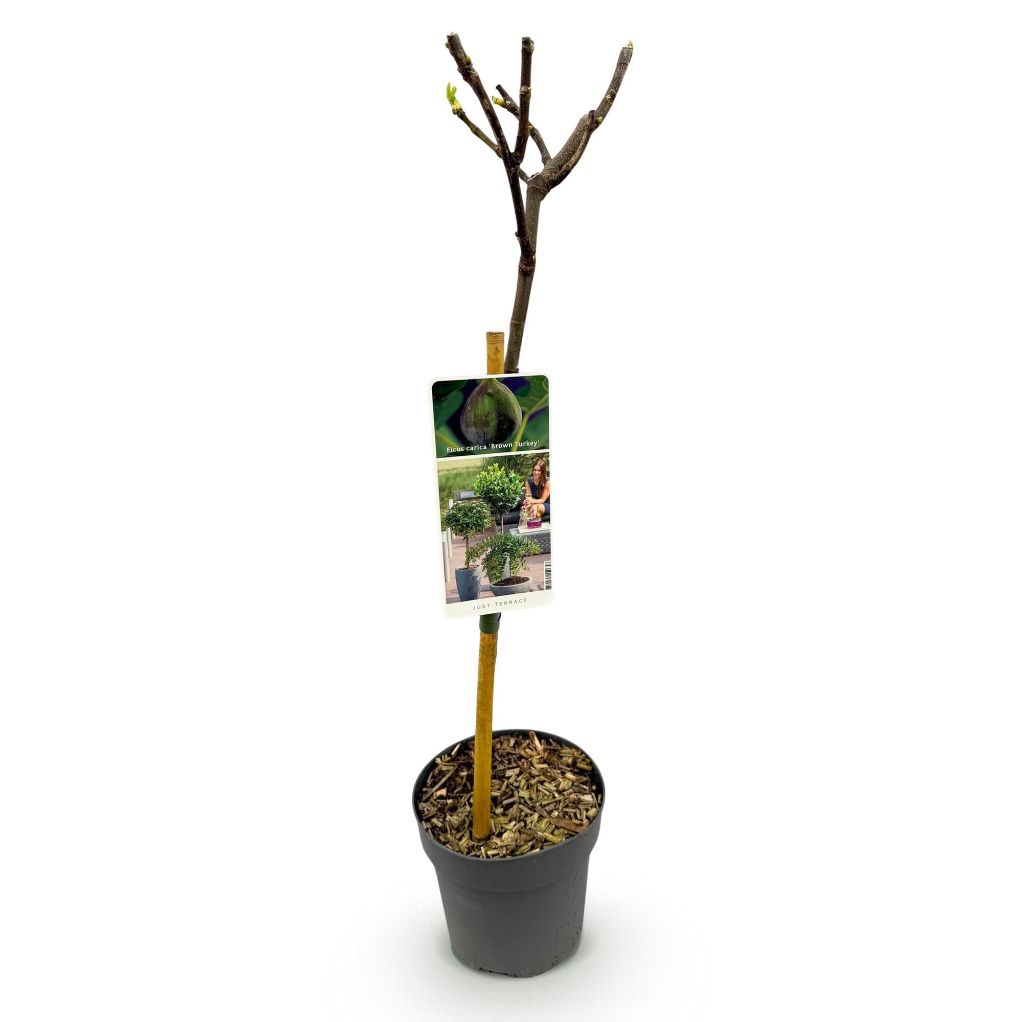 Fikonträd ‘Brun kalkon’ (Ficus carica) – 19–90 cm