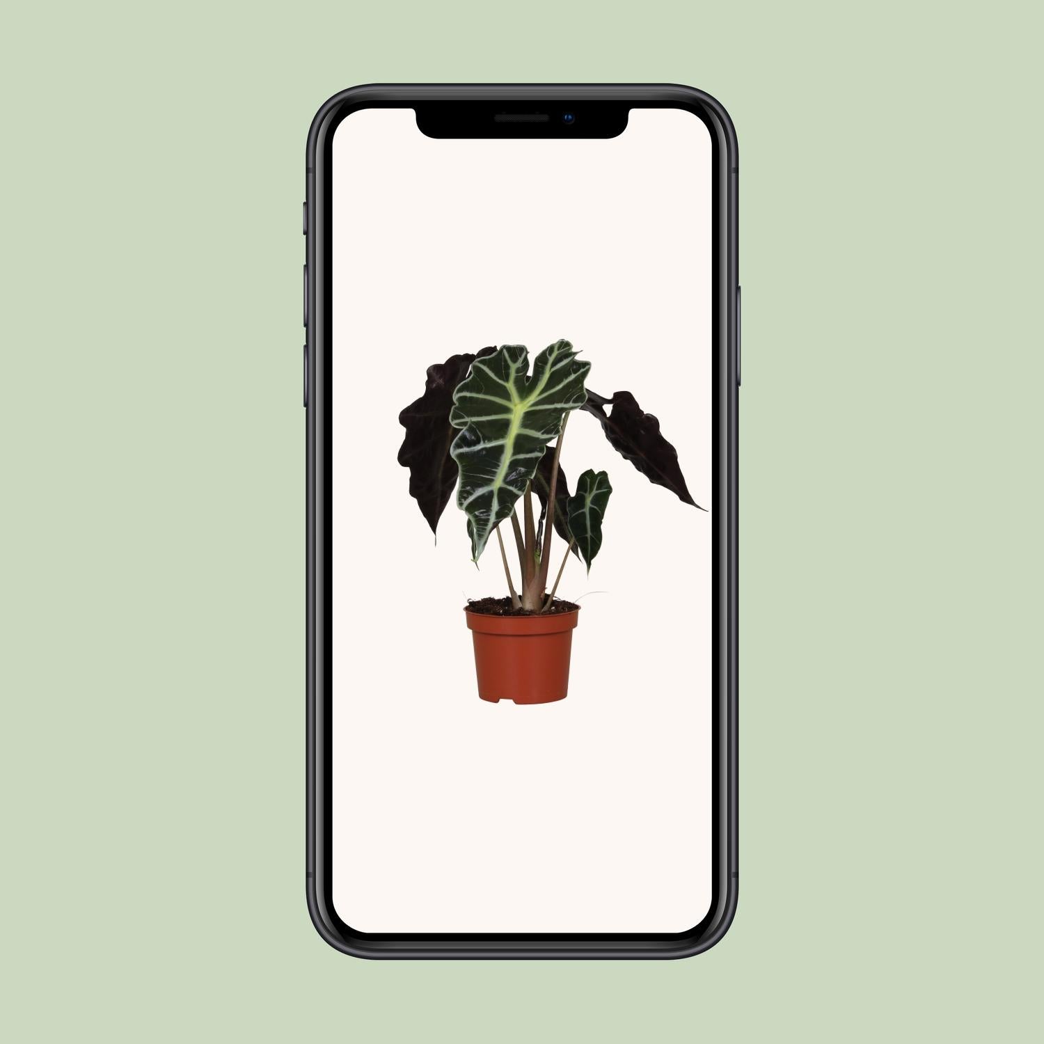 Alocasia amazonica 'Polly' – Sloní ucho - květináč 12 cm, výška 30 cm