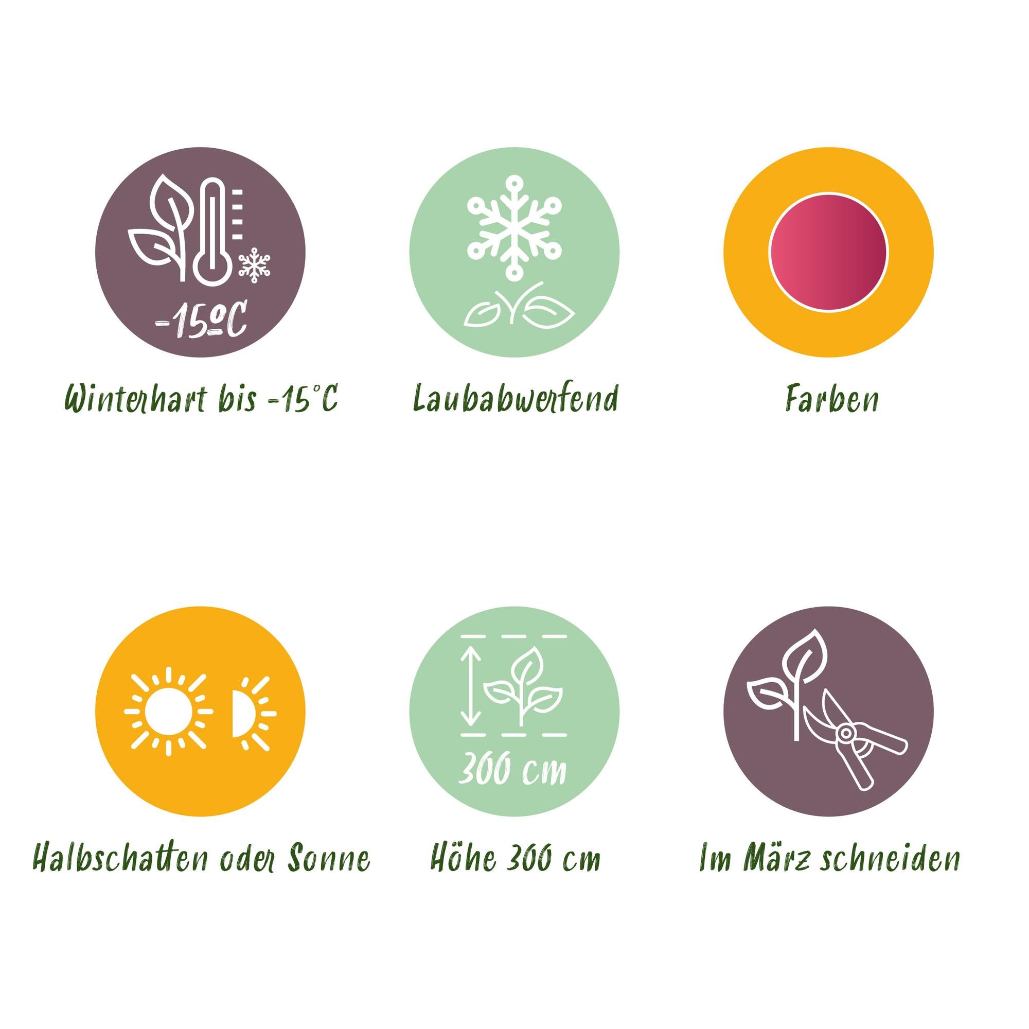 Acer Palmatum ‘Iyoshi’ – Japanischer Ahorn, laubabwerfend – 19 cm Topf, 70 cm hoch