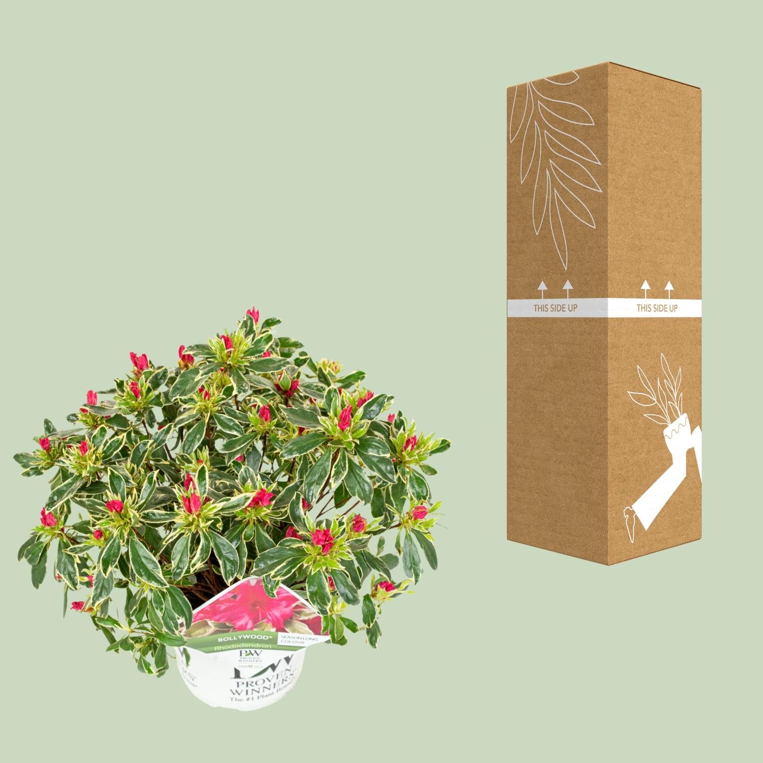 Hododendron 'Bollywood' – vintergrön, 19 cm kruka, 30 cm höjd