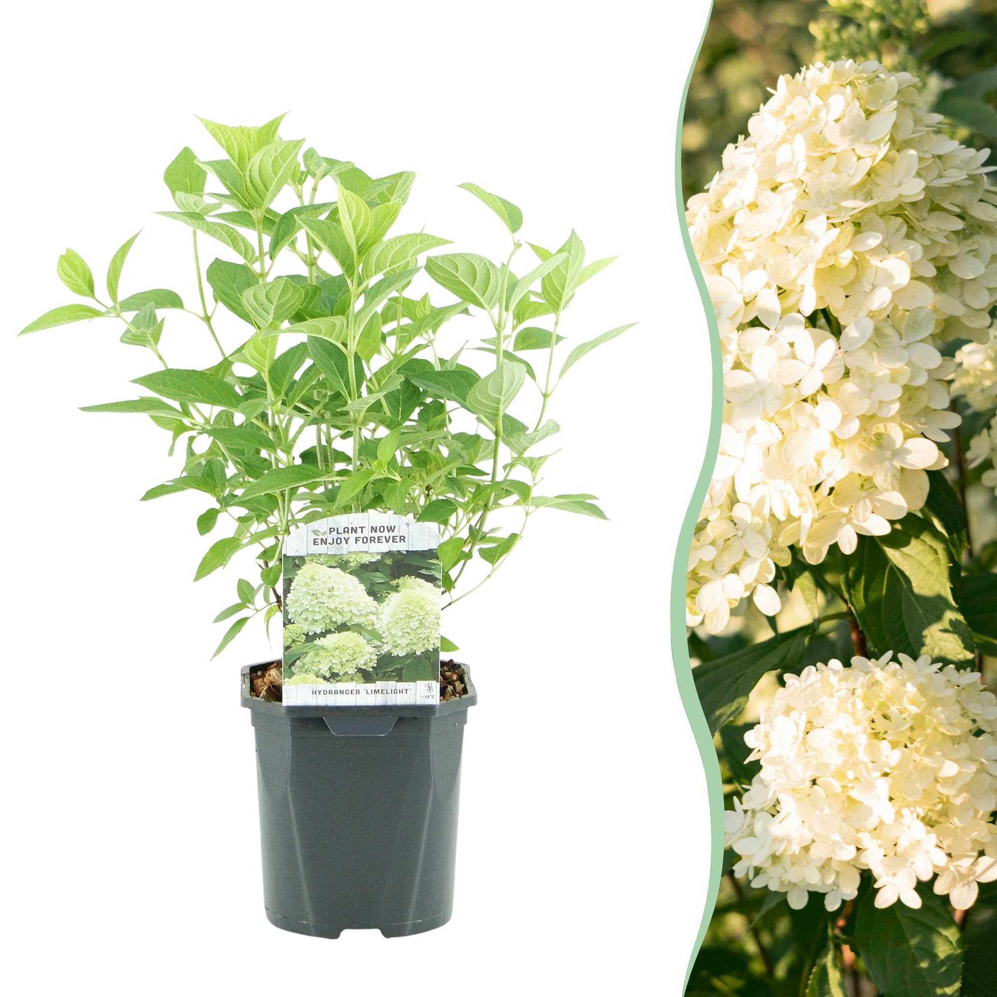Panikelhortensia 'Limelight' – krämvita blommor, i en 17 cm kruka, 50 cm hög