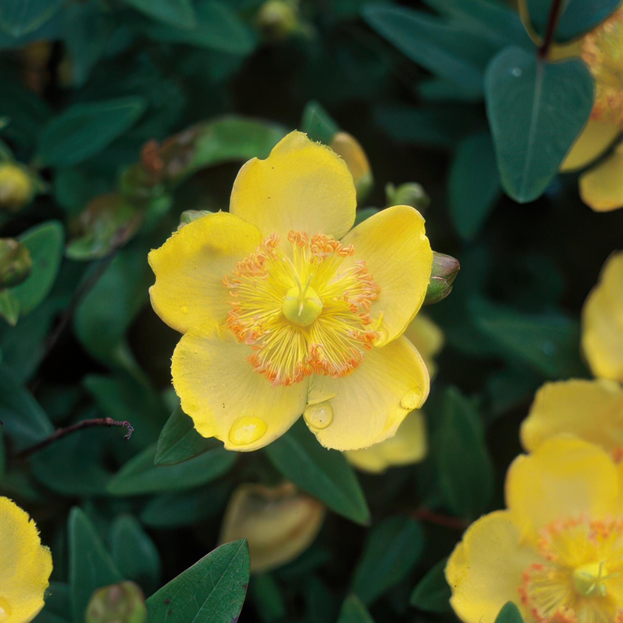 Teppich-Johanniskraut (Hypericum calycinum) – flach wachsend, 9 cm Topf, 10–25 cm