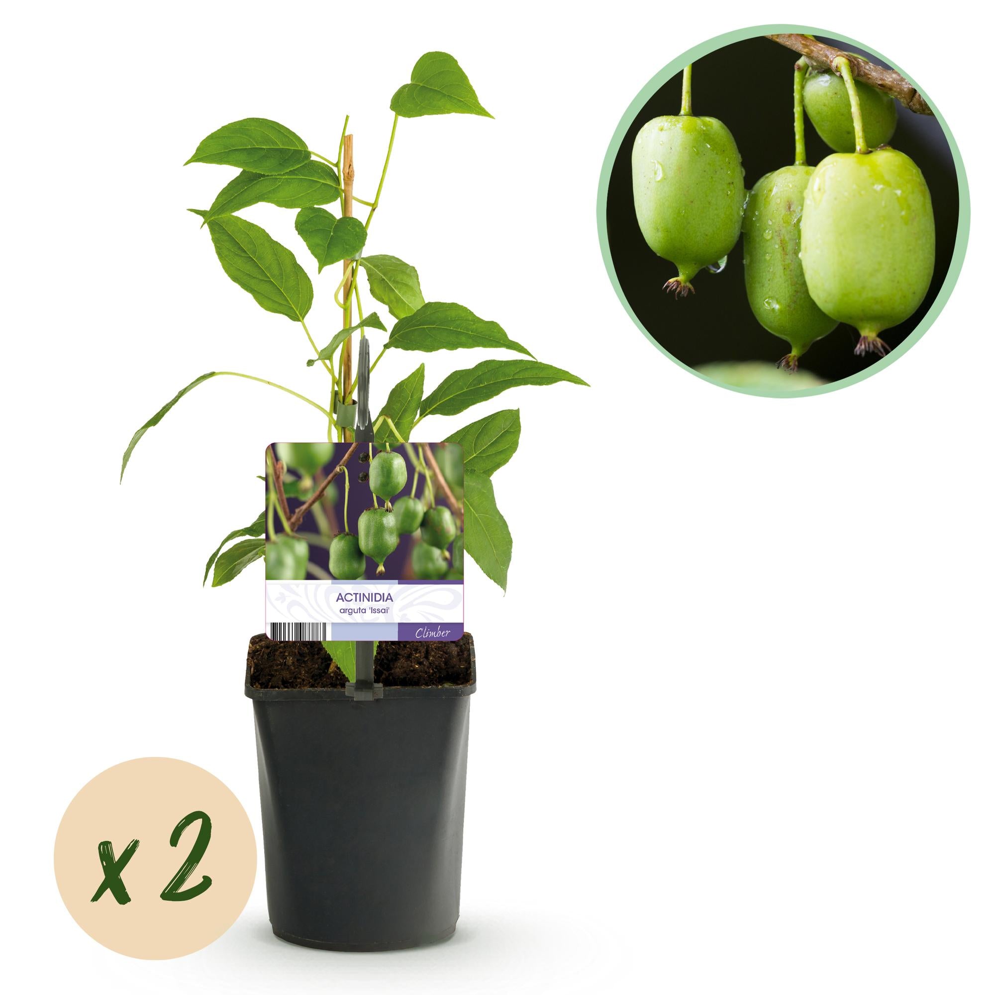 Minikiwi ”Issai” – Actinidia arguta, 2 plantor, 11 cm kruka, ca 40 cm höjd