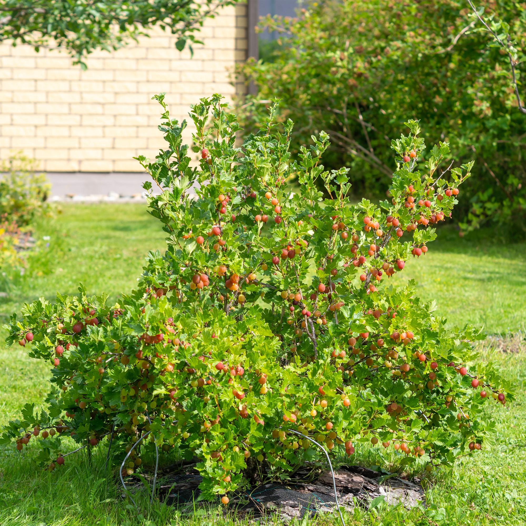 Röd krusbär ”Hinnomäki Röd” – 2 plantor i en 11 cm kruka (ca 40 cm)