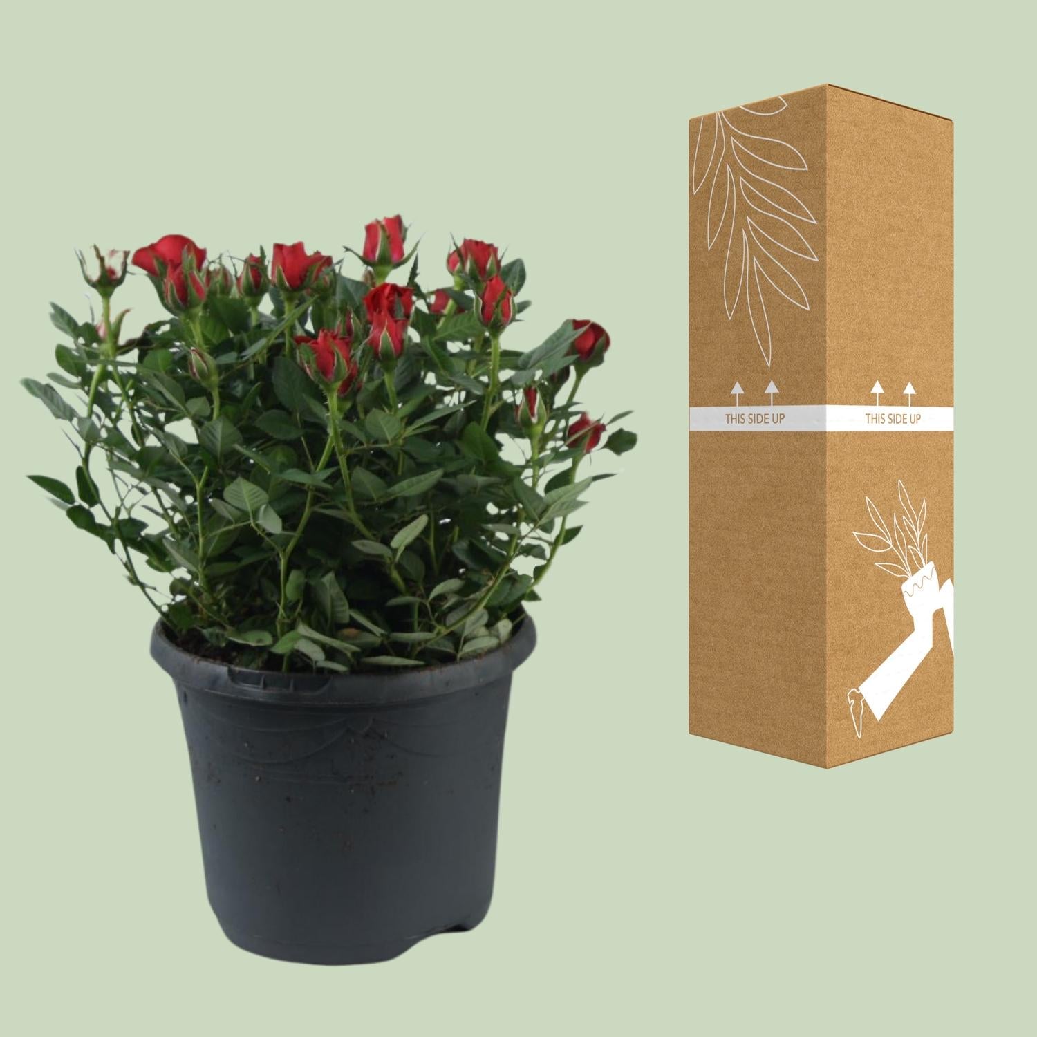 'Jewel Patio Hot' ros – rikligt blommande, 17 cm kruka, 30 cm hög