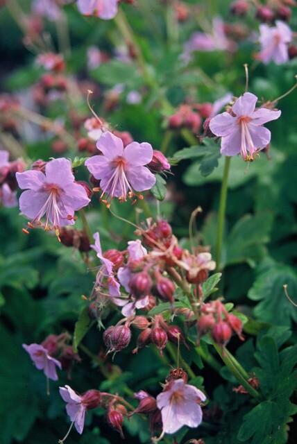 Geranium macrorrhizum 'Ingwersen's Var.' – winterhart, 9 cm Topf, 10–25 cm hoch