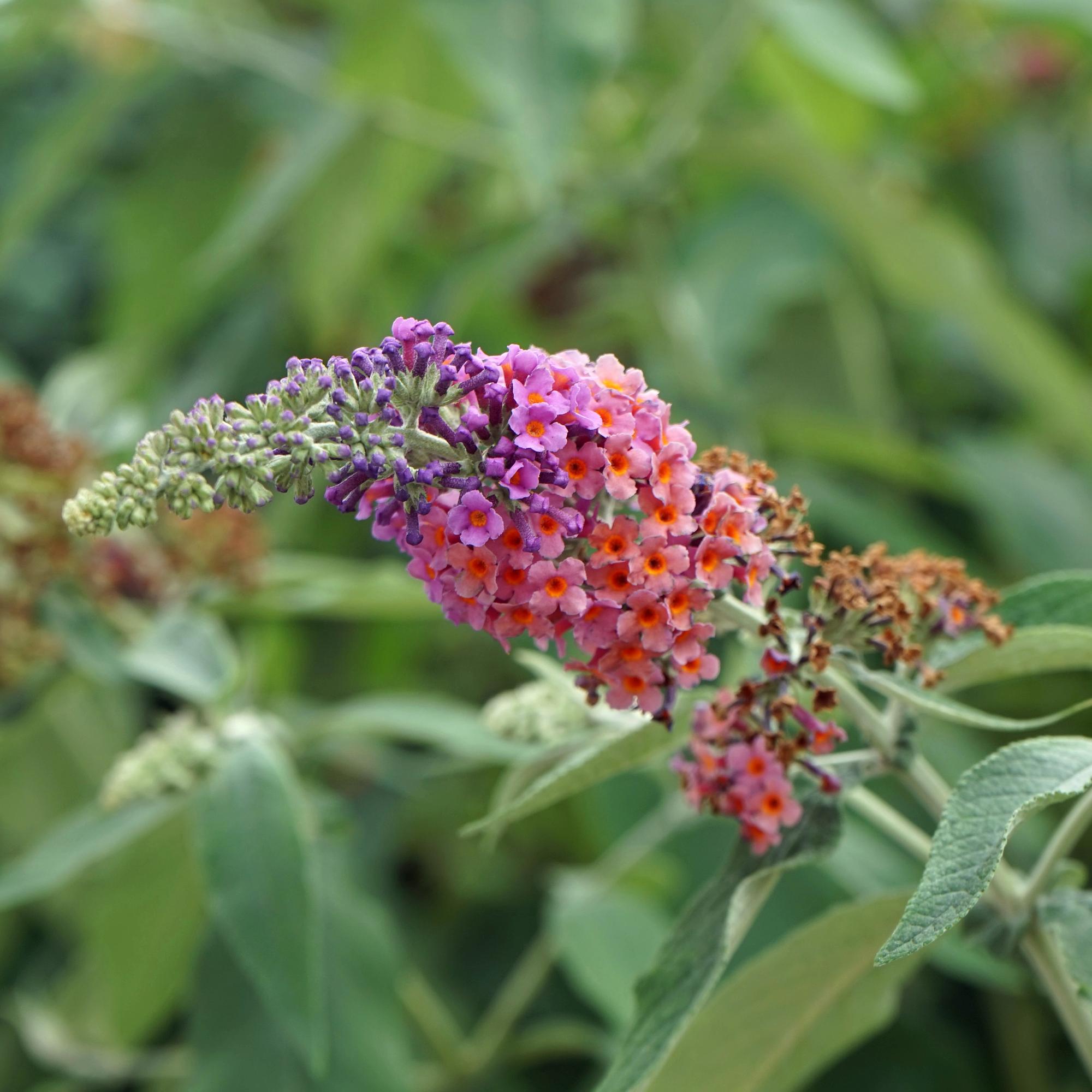 Buddleja davidii 'Flower Power' – lövfällande fjärilsbuske, 17 cm kruka, 30 cm höjd