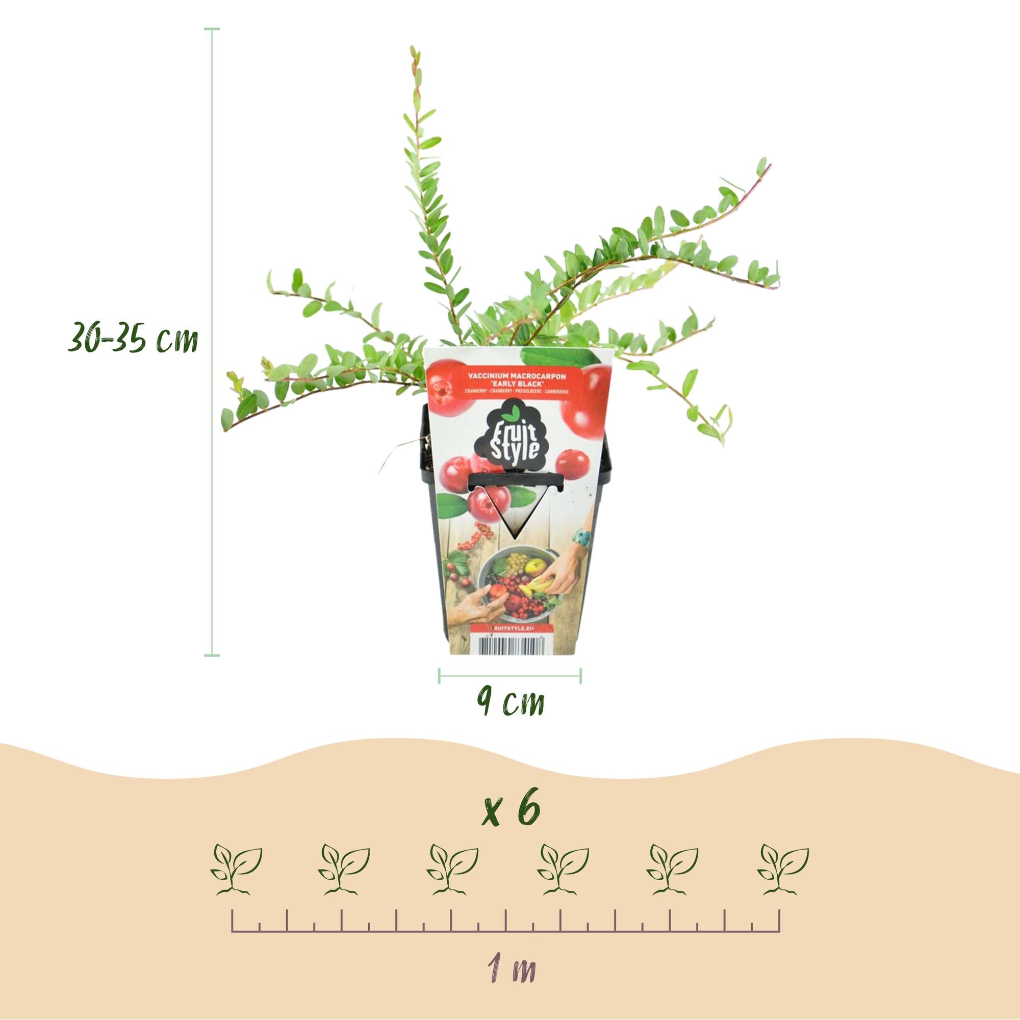 Borůvka ‘Early Black’ (Vaccinium macrophylla) – mrazuvzdorná, 3 rostliny v 9cm květináči