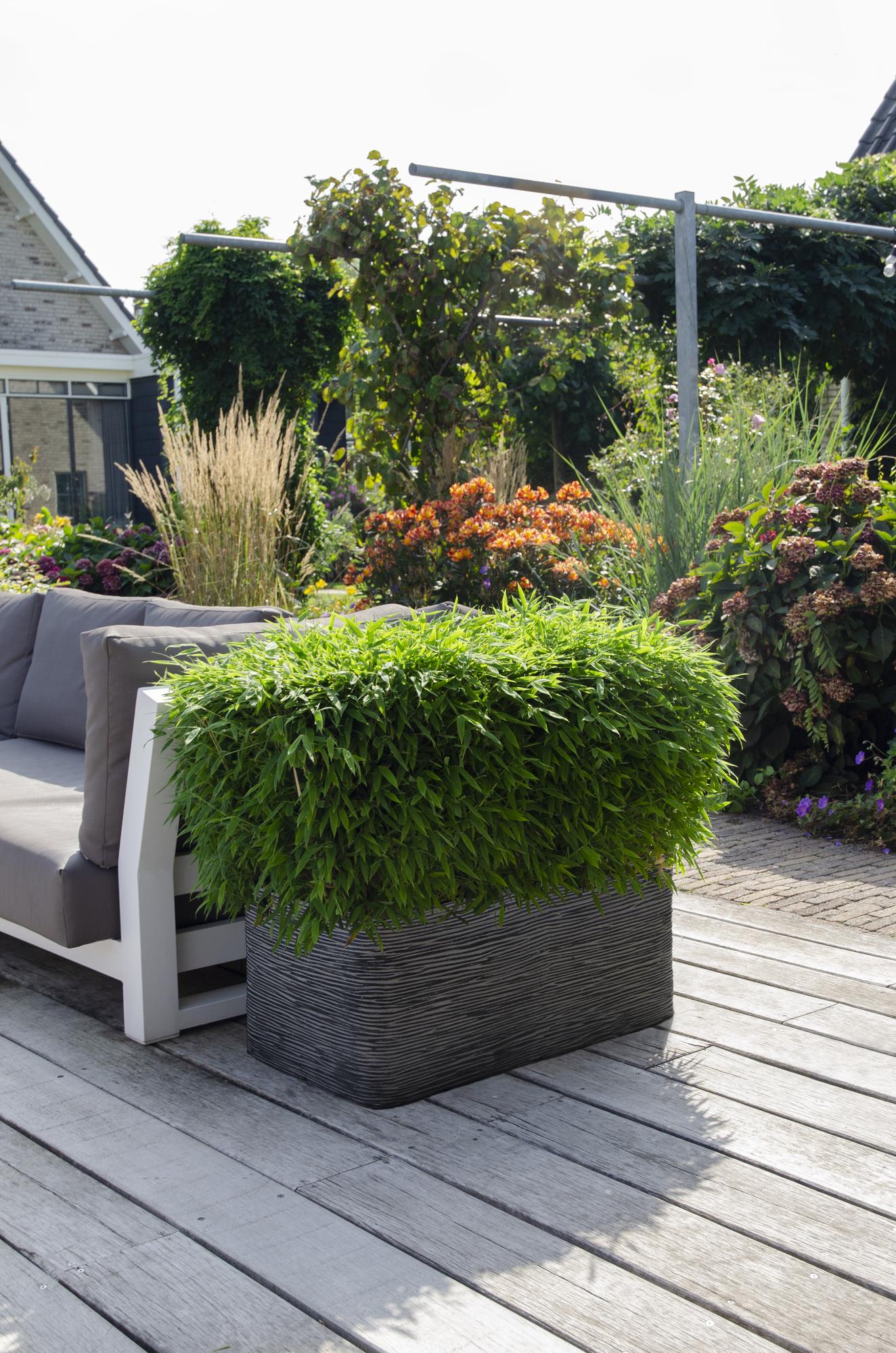 Fargesia ‘Moontears’® Boobux – kompakter Gartenbambus, 29 cm Topf, 70 cm Höhe