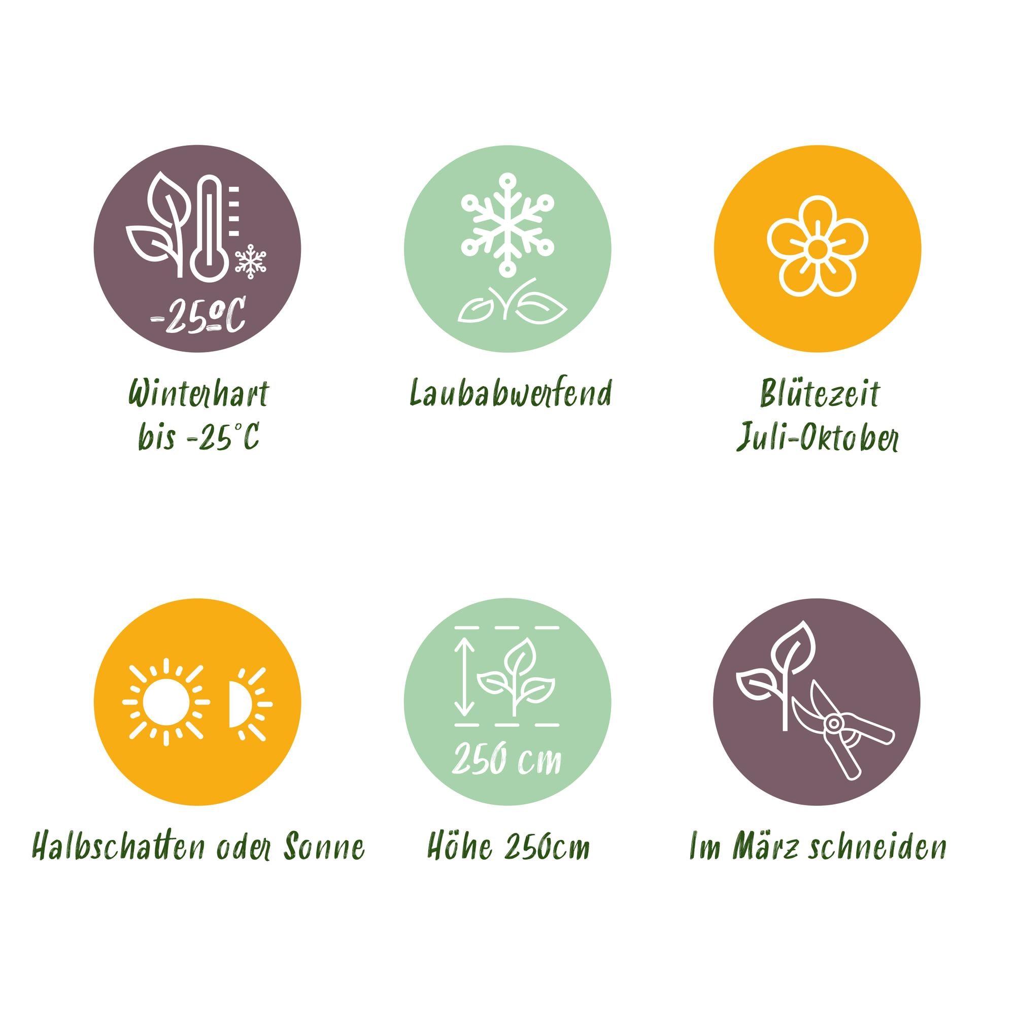 Panikelhortensia 'Pink Diamond' – stora, vitrosa blommor, 17 cm kruka, 50 cm hög