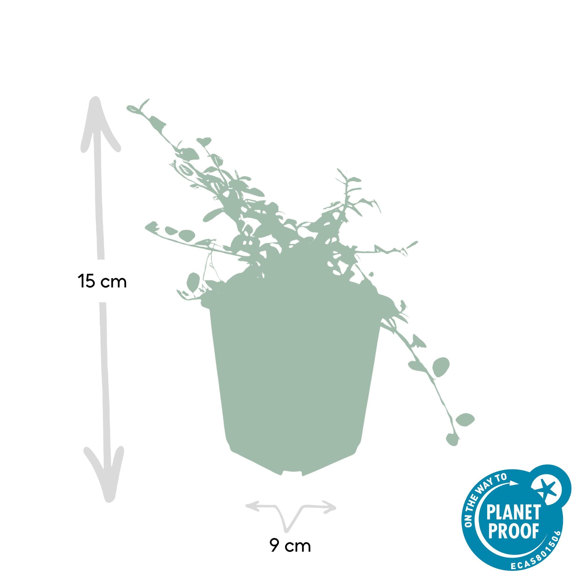 6x Cotoneaster pr. 'Streibs hittande' - ↕10-25cm - Ø9cm