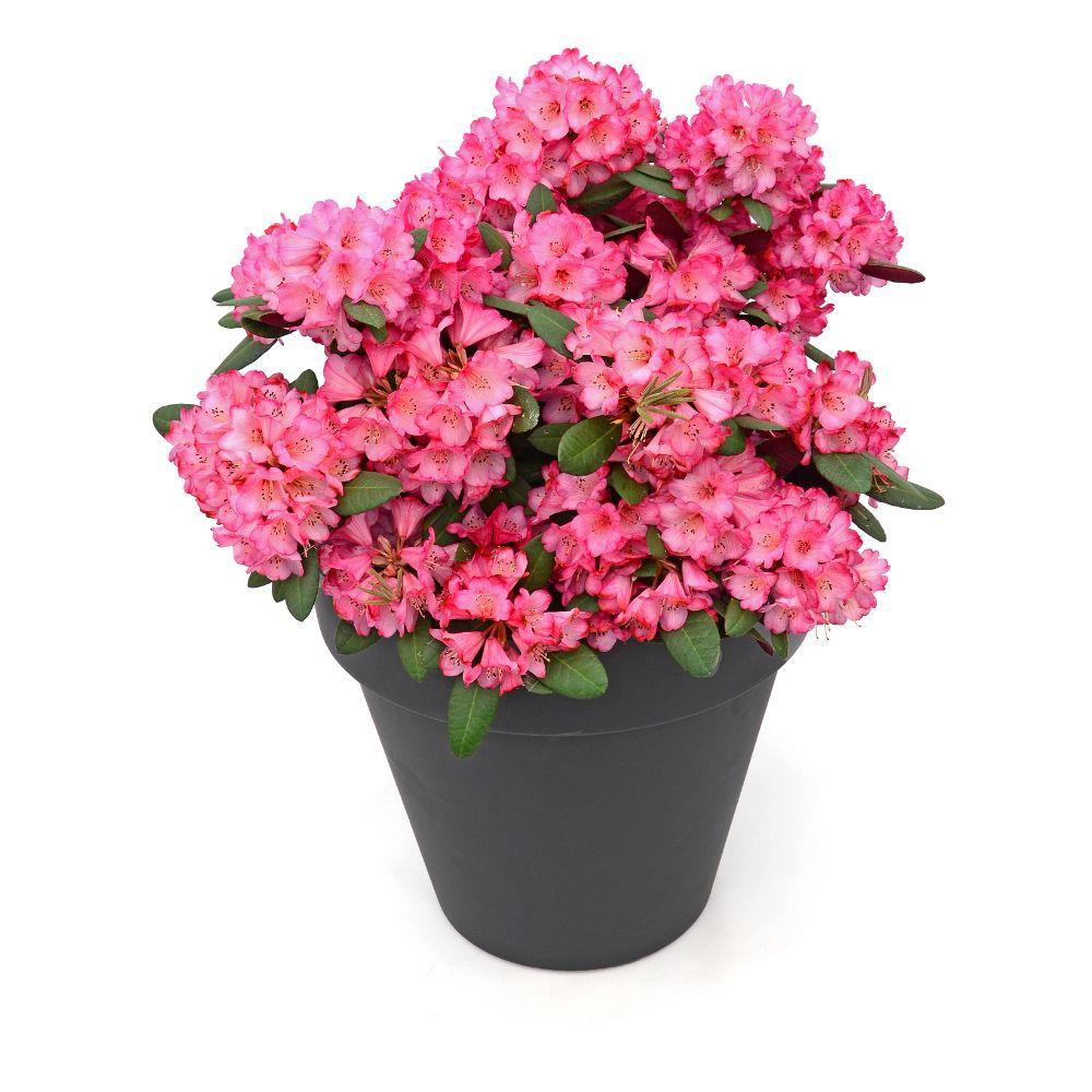 Rhododendron 'Wine & Roses' – vintergrön, 13 cm kruka, 20 cm hög