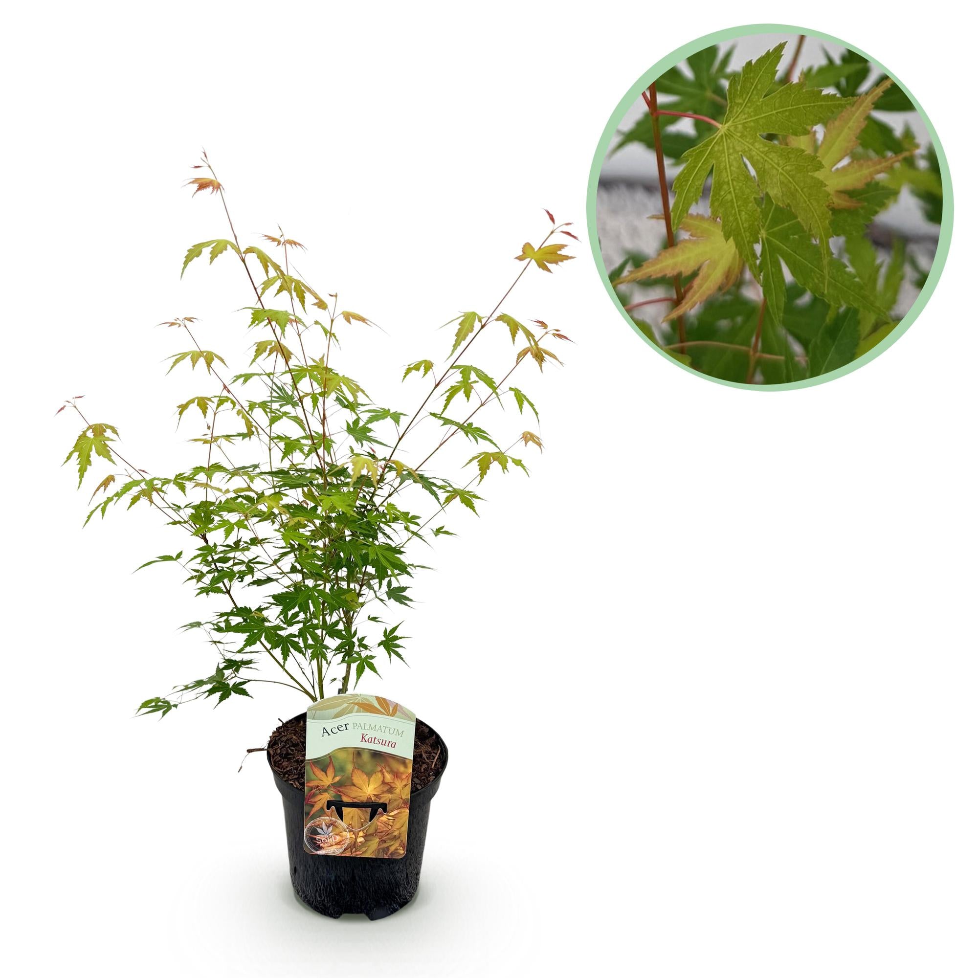 Acer Palmatum 'Katsura' – javor dlanitý, opadavý – květináč 19 cm, výška 70 cm