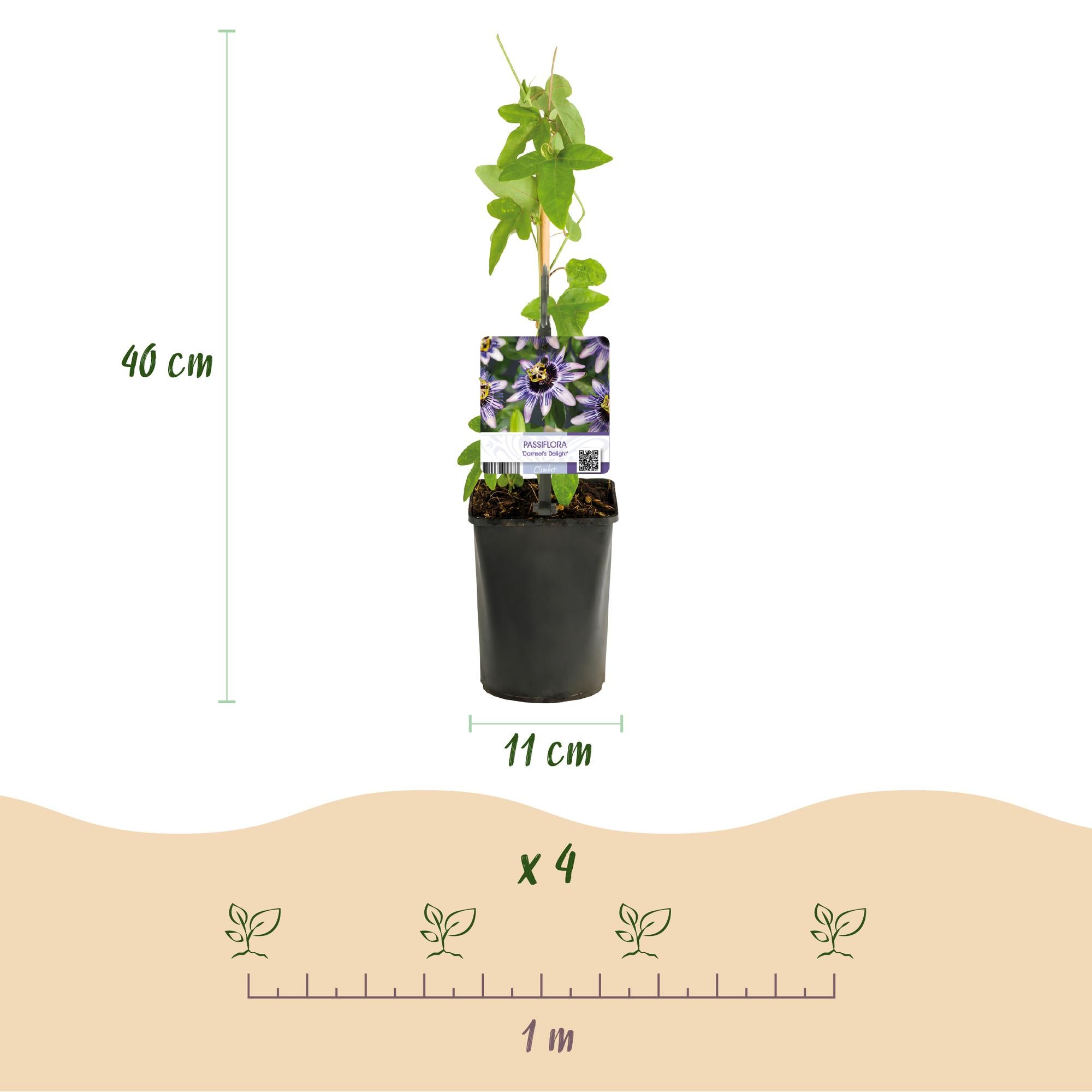 Mučenka 'Tricolor' – barevná popínavá rostlina, 3 rostliny, květináč 11 cm, výška 40 cm