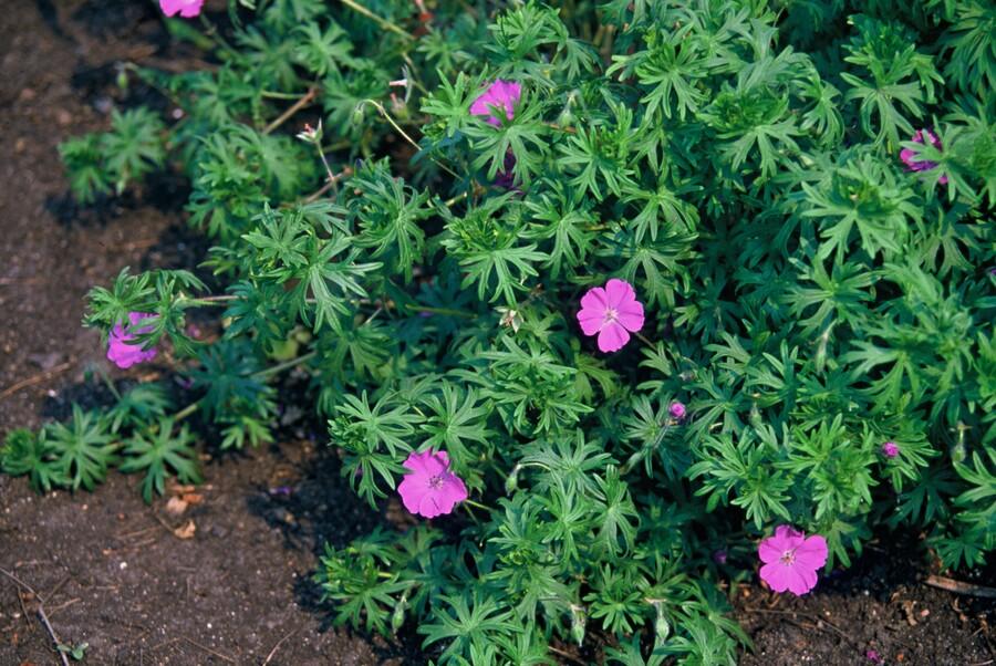 Geranium ‘Tiny Monster’ – kompakter Storchschnabel, 9 cm Topf, 10–25 cm