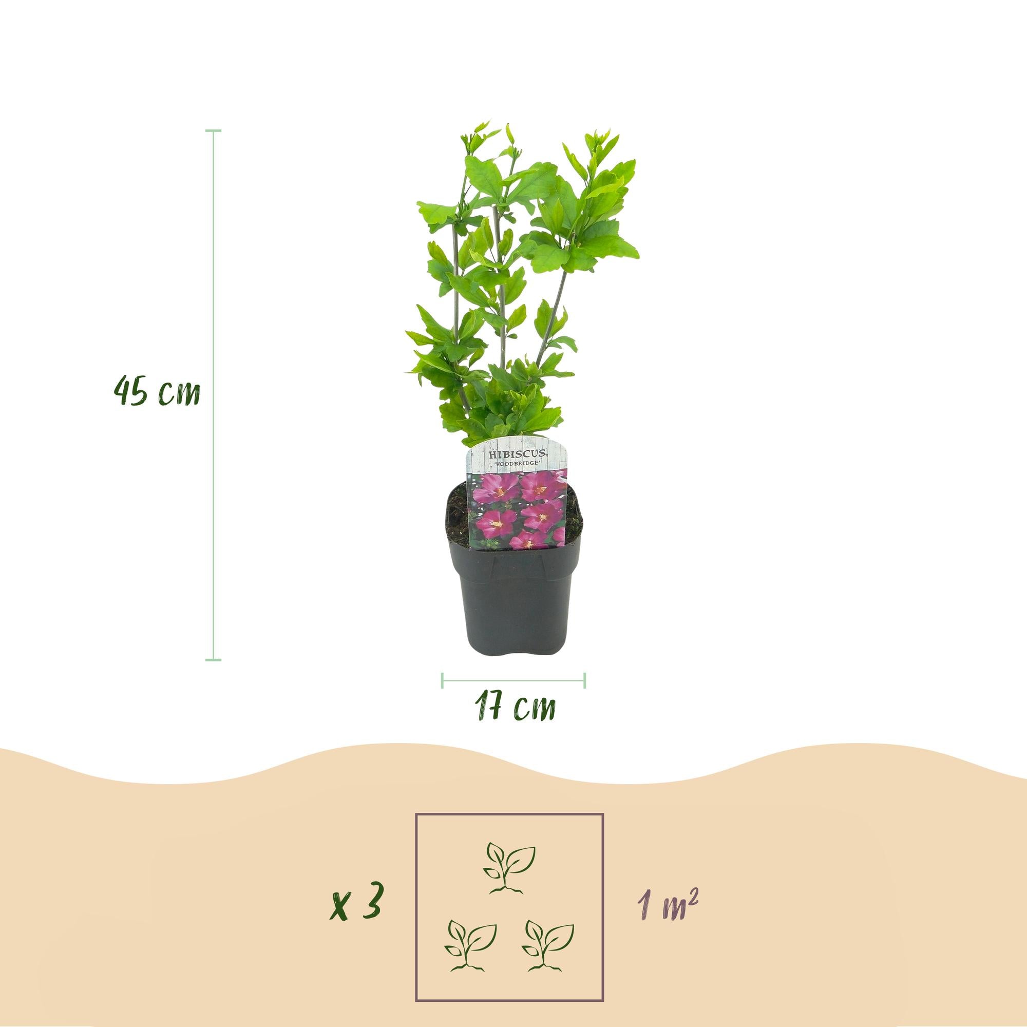Cornus sibirica – 1 planta, ramas rojas, caducifolio, maceta de 17 cm, 45 cm de alto