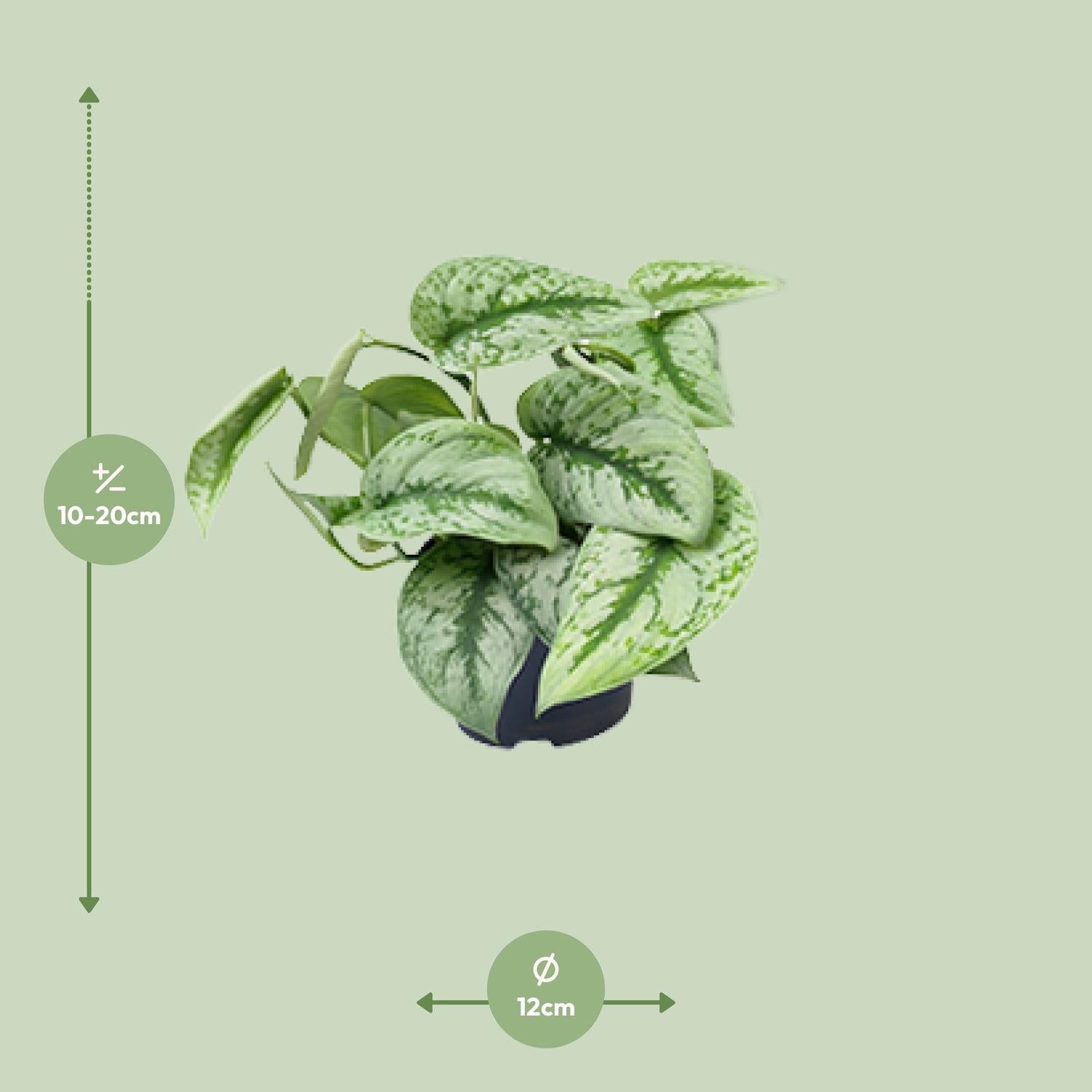 Scindapsus Pictus ‘Trebie’ – Gefleckte Efeutute - 15-25 cm