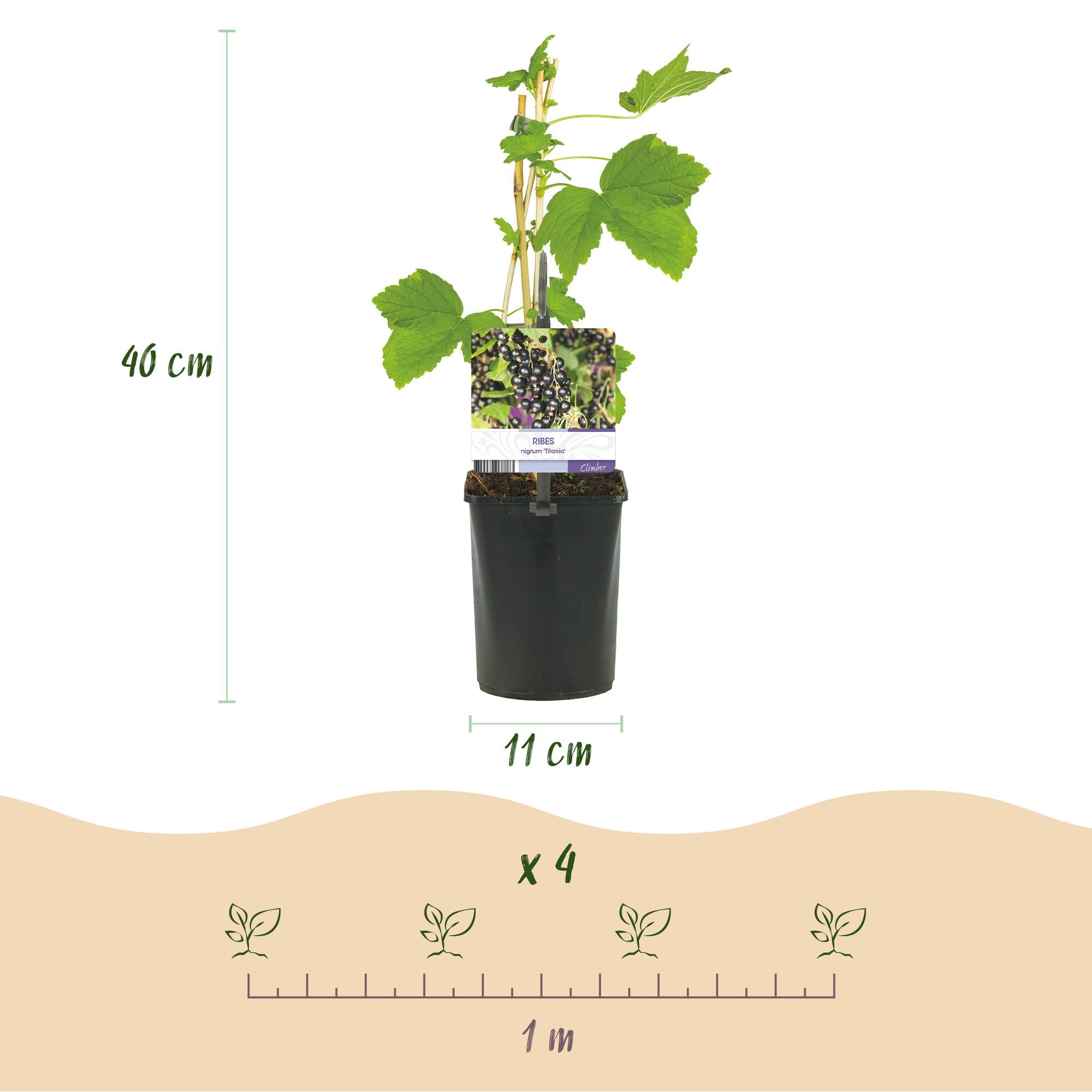 Ribes nero “Titania” – 2 piante, alte circa 40 cm, vaso da 11 cm