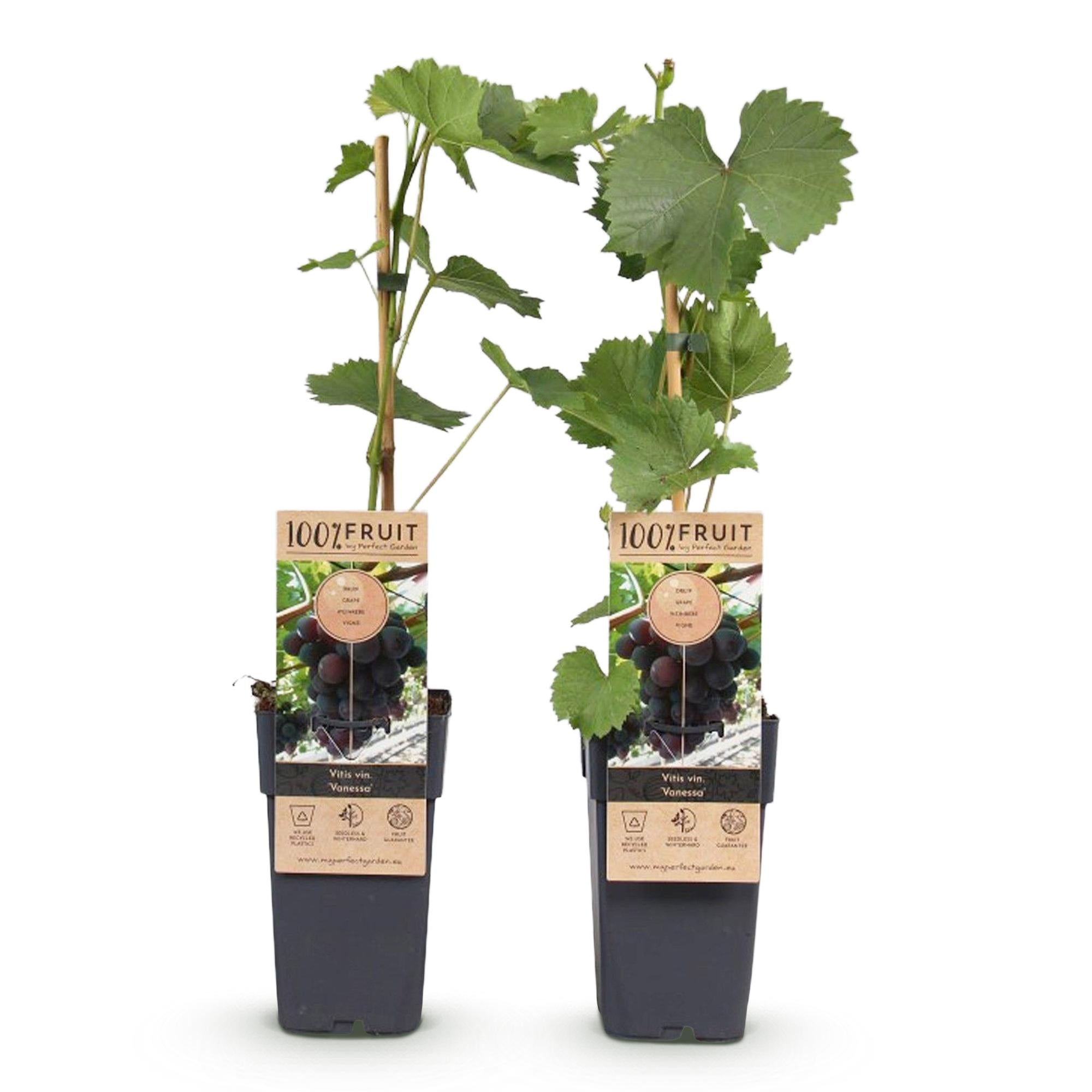 Uva sin semillas 'Vanessa' – Vitis vinifera, 2 plantas, maceta de 15 cm, altura 50 cm