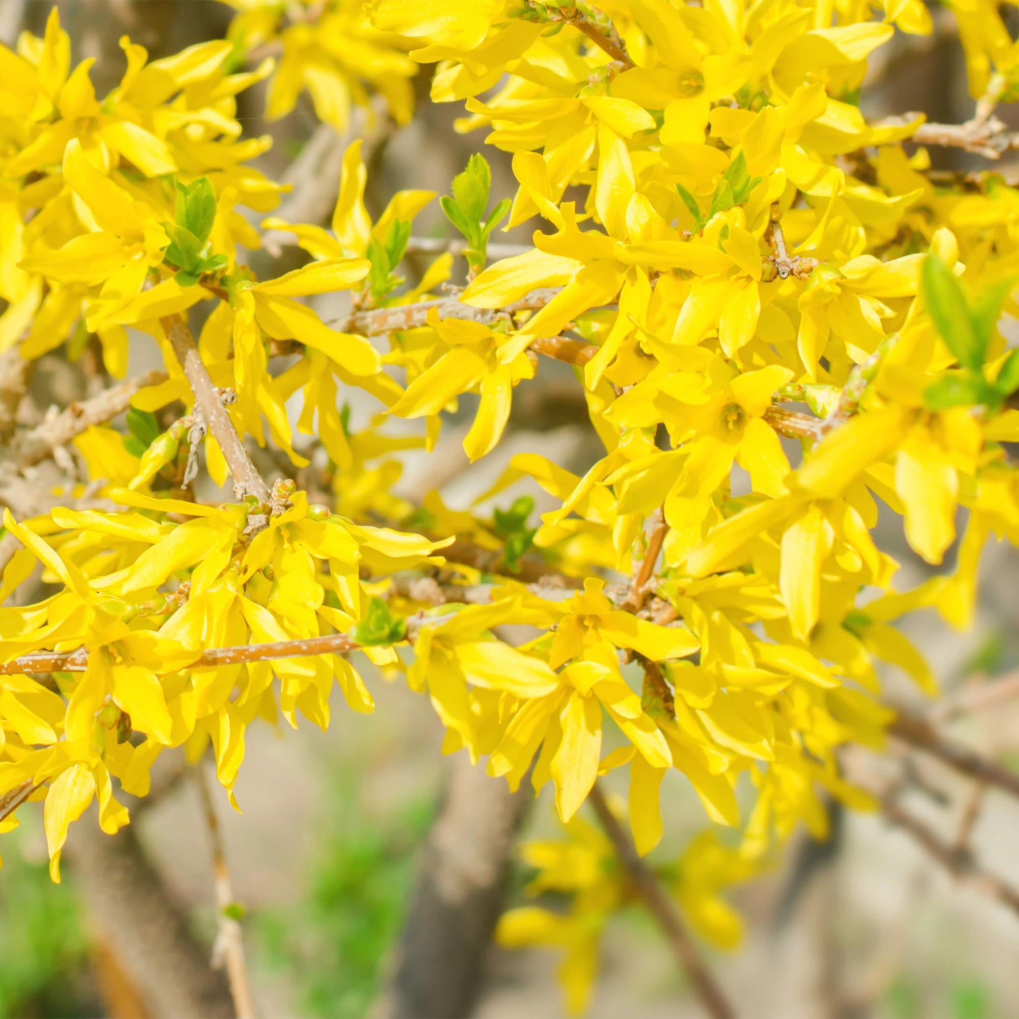 Forsythia 'Goldrauch' – gulblommande buske, 1 planta, 17 cm kruka, 45 cm hög