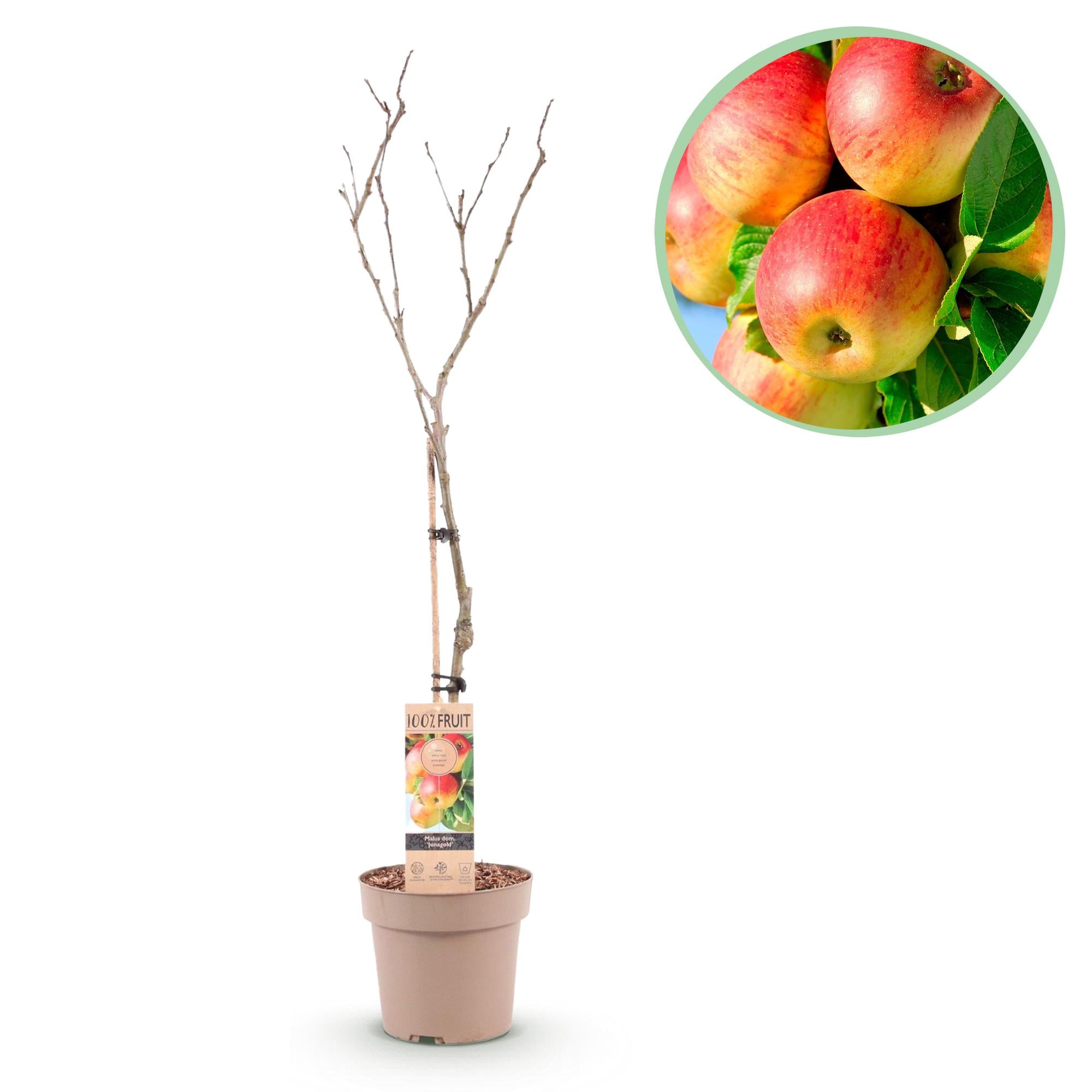 Obstpflanze Apfelbaum „Jonagold“ – gelbgrüne Sorte, 90 cm hoch