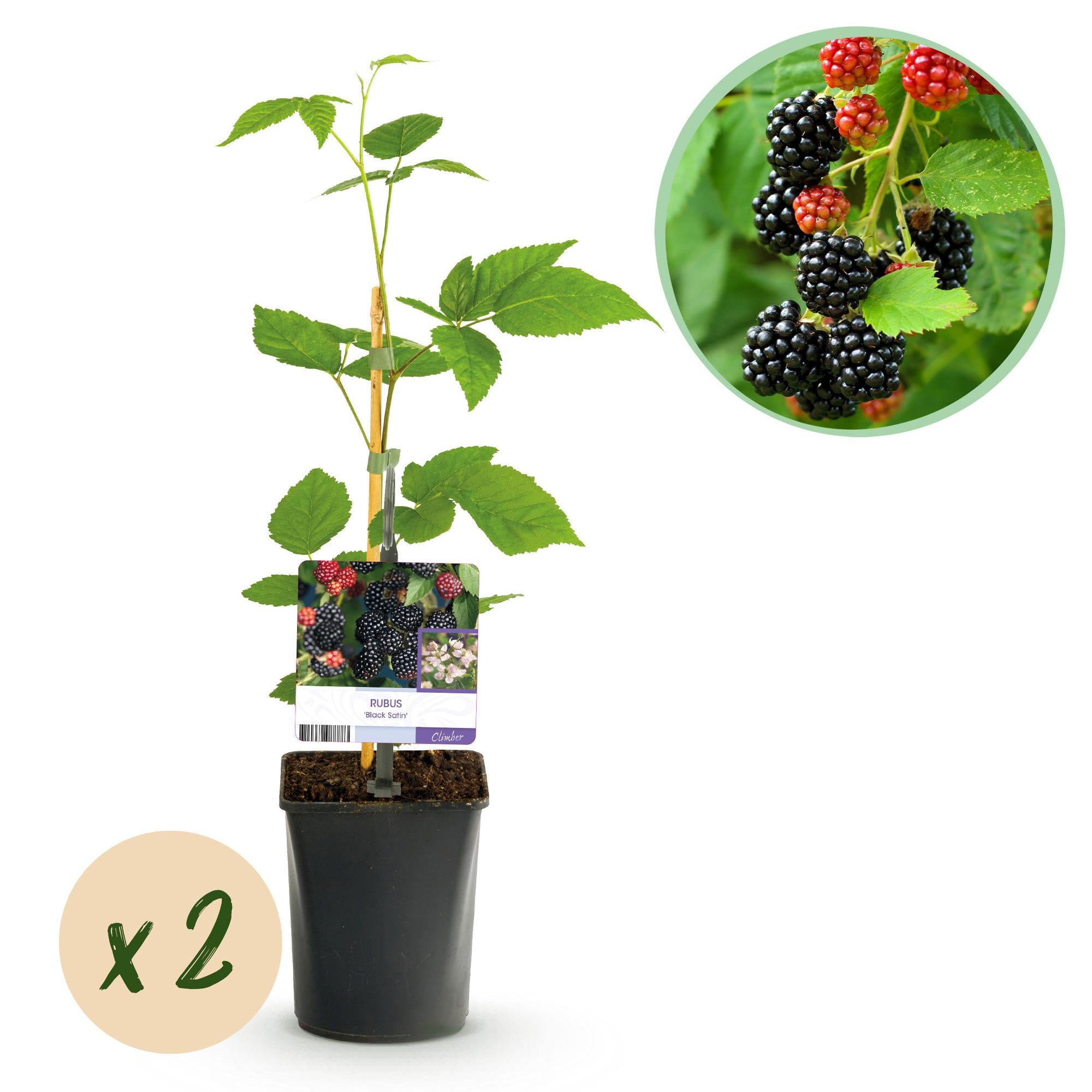 Thornless blackberry “Black Satin” – 2 plants in an 11 cm pot (approx. 40 cm)