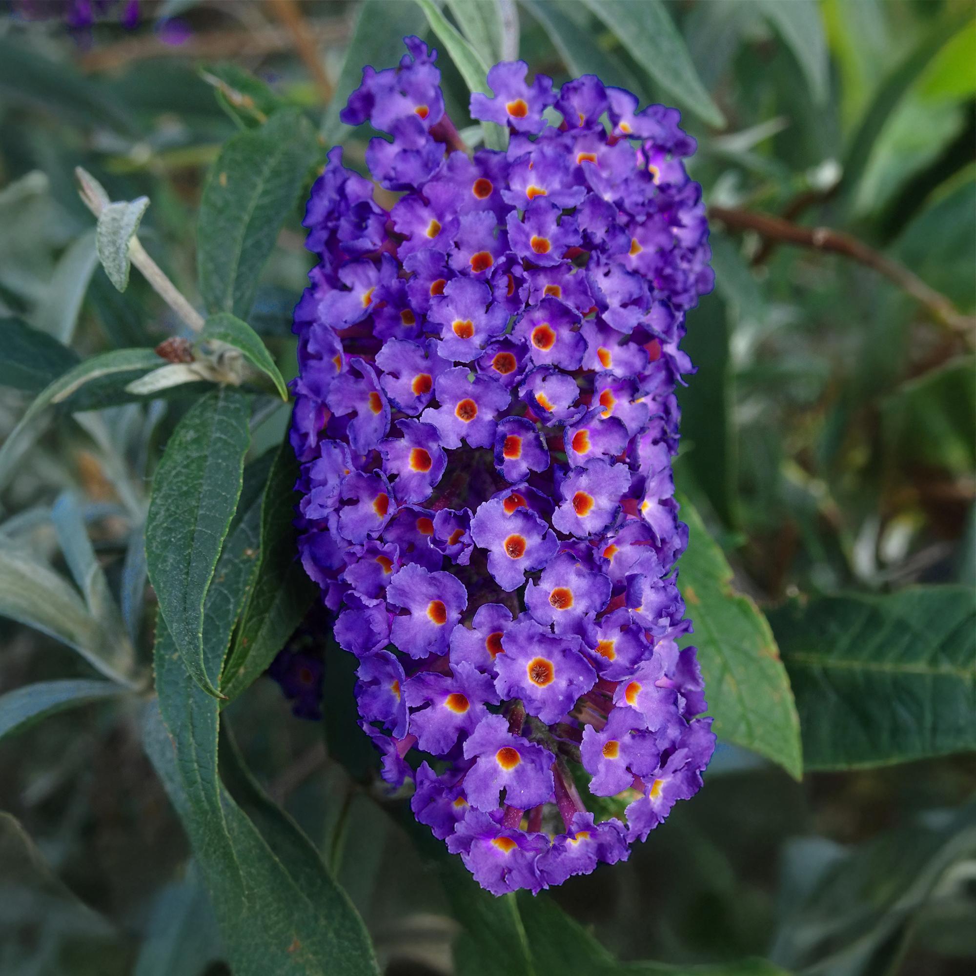 Butterfly bush 'Empire Blue' – blue flowers, 1 plant, 17 cm pot, 25 cm tall