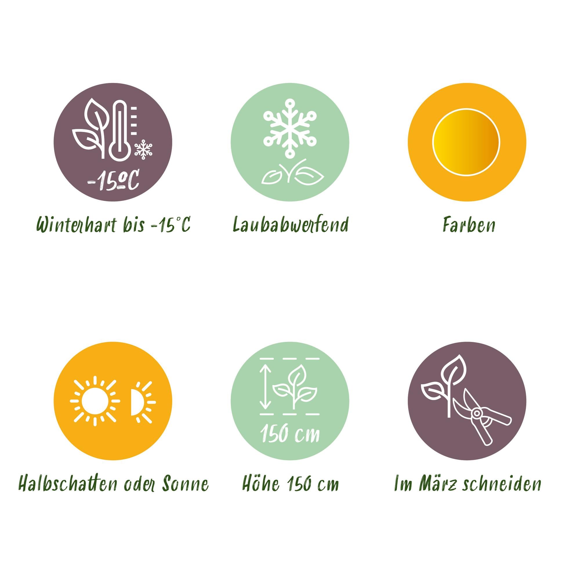 Acer Palmatum 'Jordan' – javor dlanitý, opadavý – květináč 19 cm, výška 70 cm