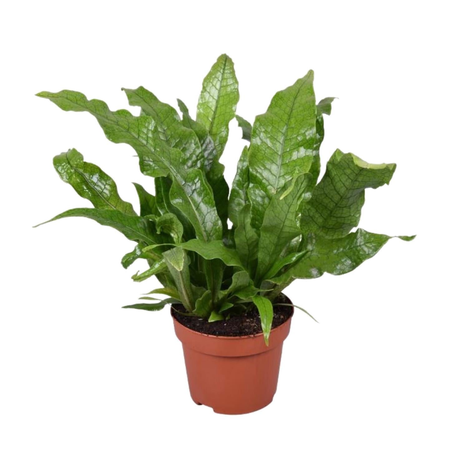 Microsorum Crocodyllus – Krokodillenvaren - Ø12cm - ↕30cm