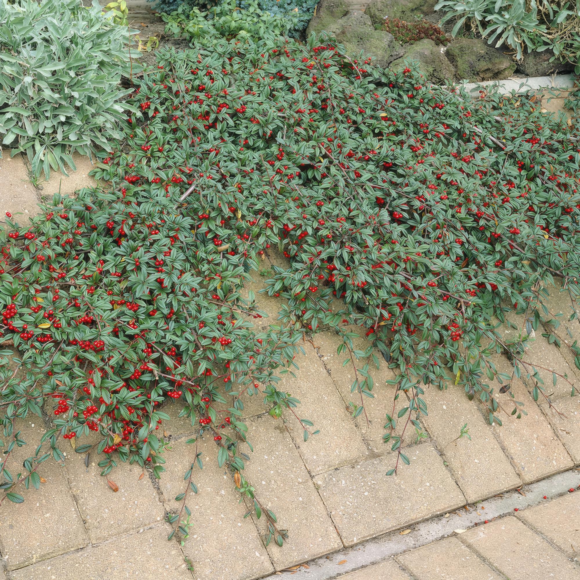 Cotoneaster dammeri – niedrig wachsend, 9 cm Topf, 10–25 cm Höhe