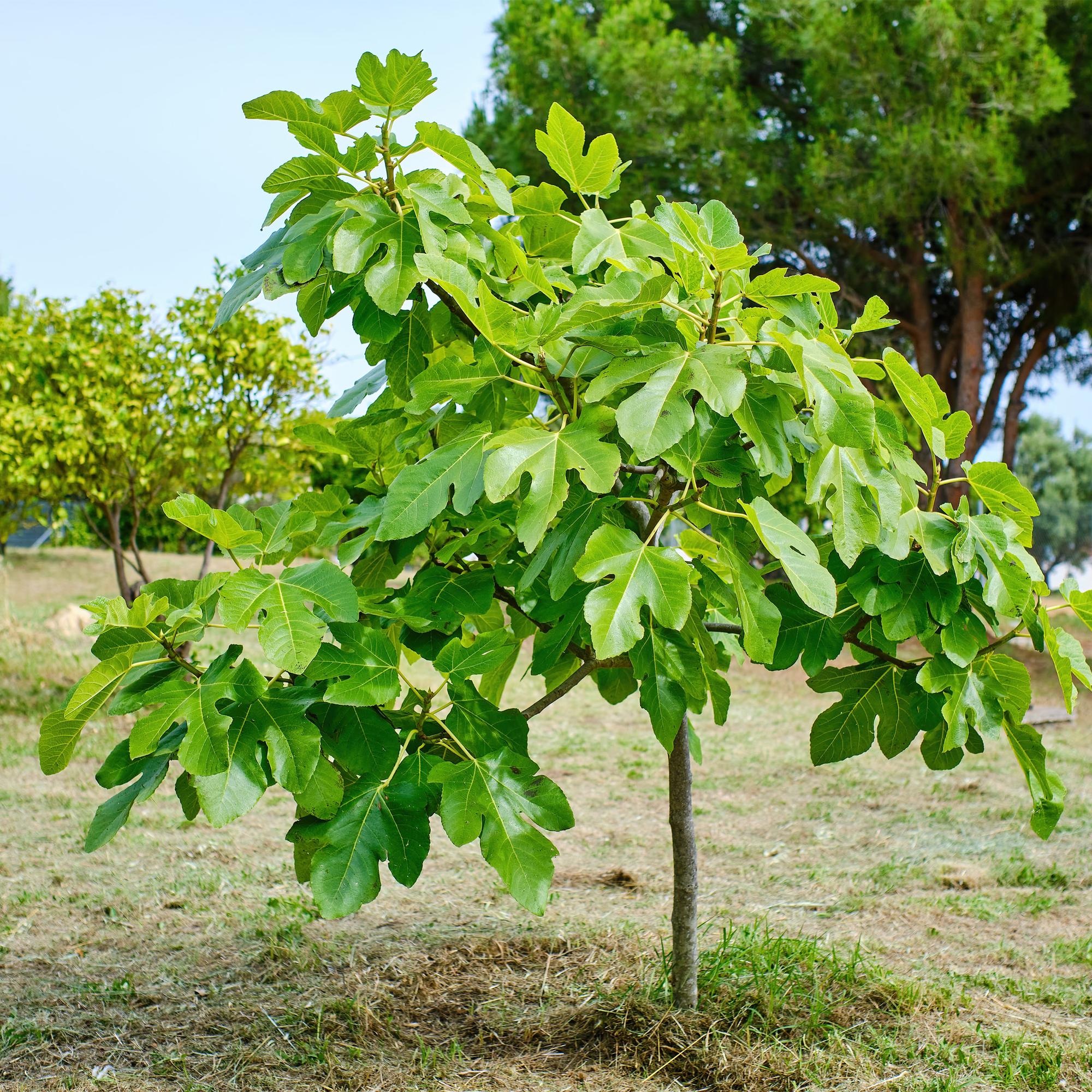 Fikonträd ‘Brun kalkon’ (Ficus carica) – 19–90 cm