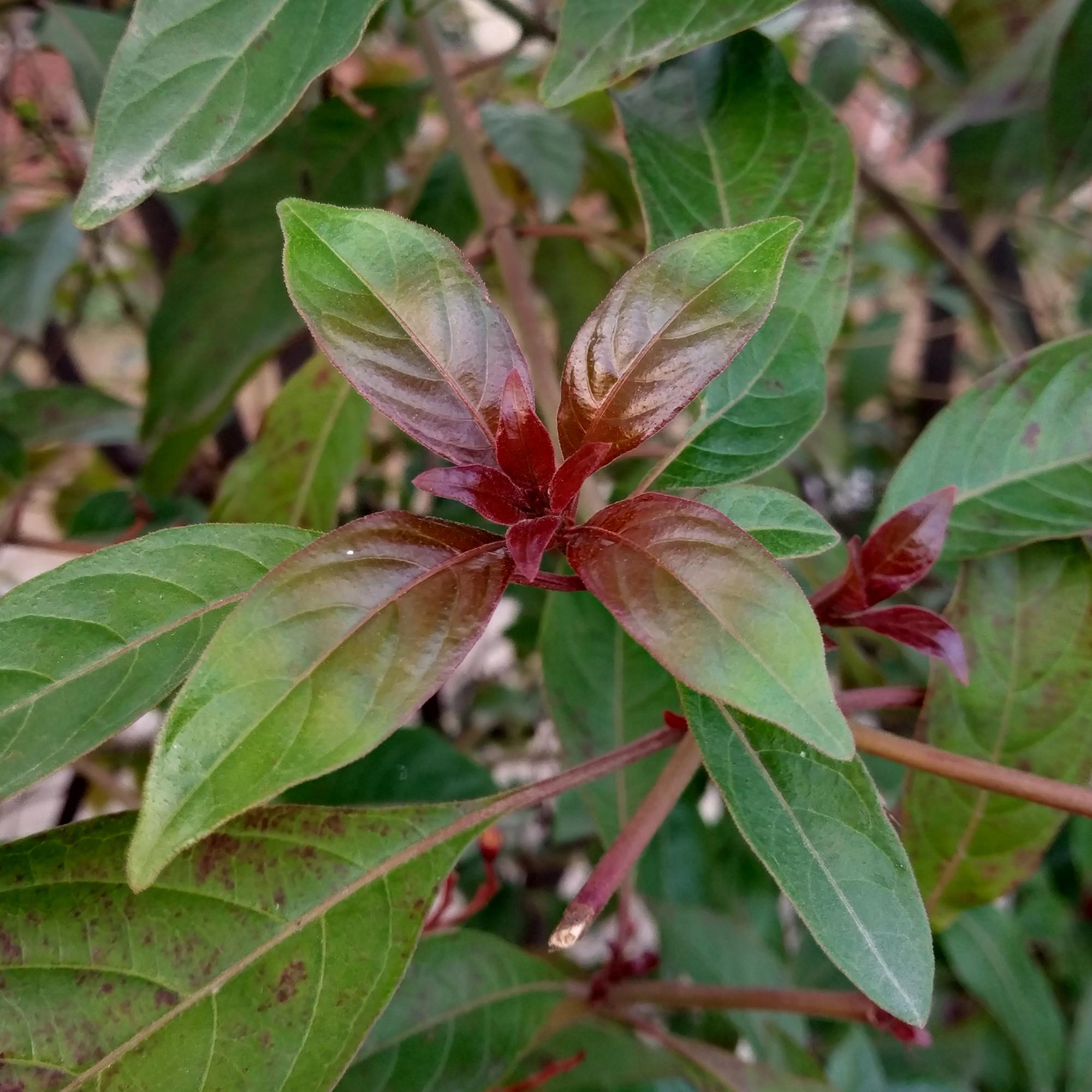 Cornus alba 'Kesselringii' – Καλλωπιστικό κρανιό με σκούρα κλαδιά, ύψους 45 εκ.