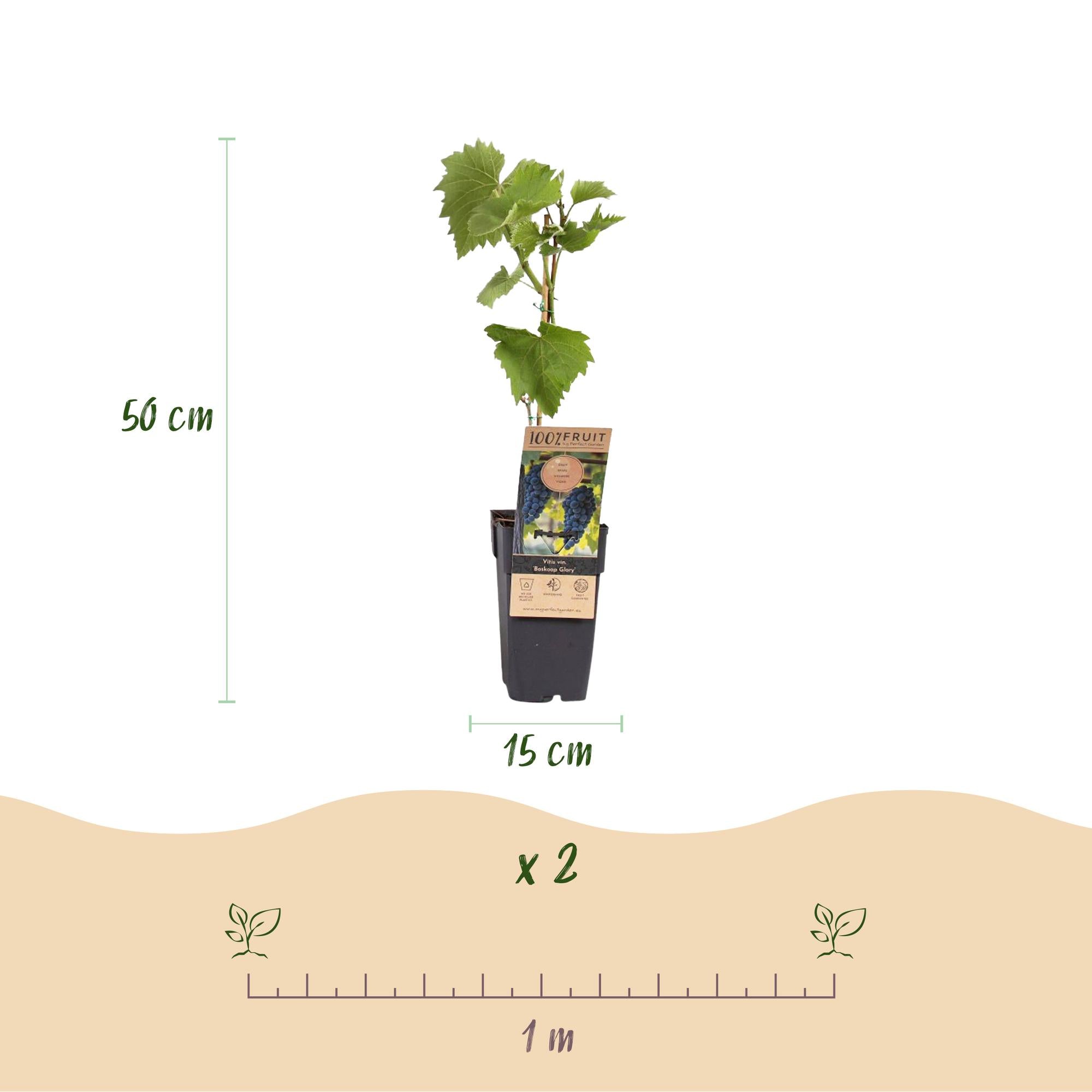 Modrá hroznová rostlina 'Boskoop Glory' – Sada 2 kusů, květináč 15 cm, výška 50 cm