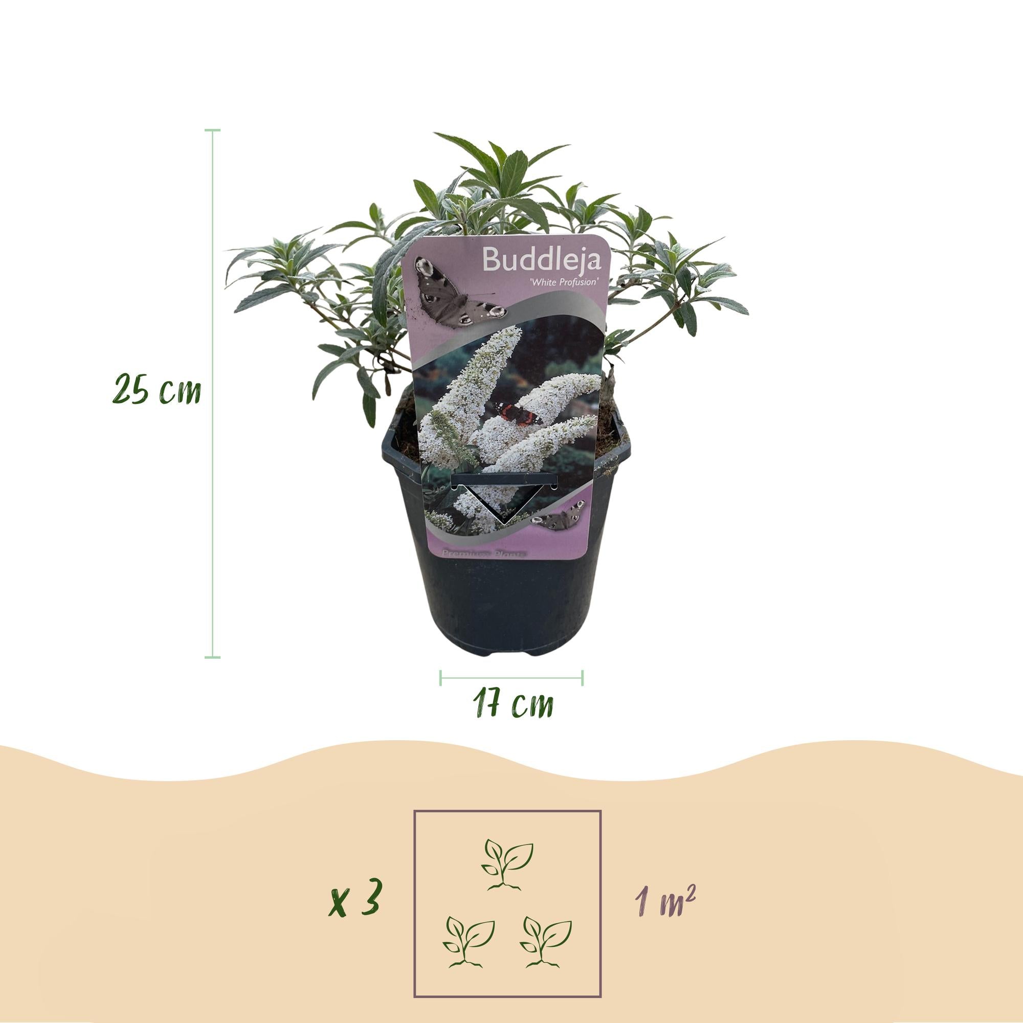 Fjärilsbuske 'White Profusion' – 1 planta, vitblommande, 17 cm kruka, 25 cm hög