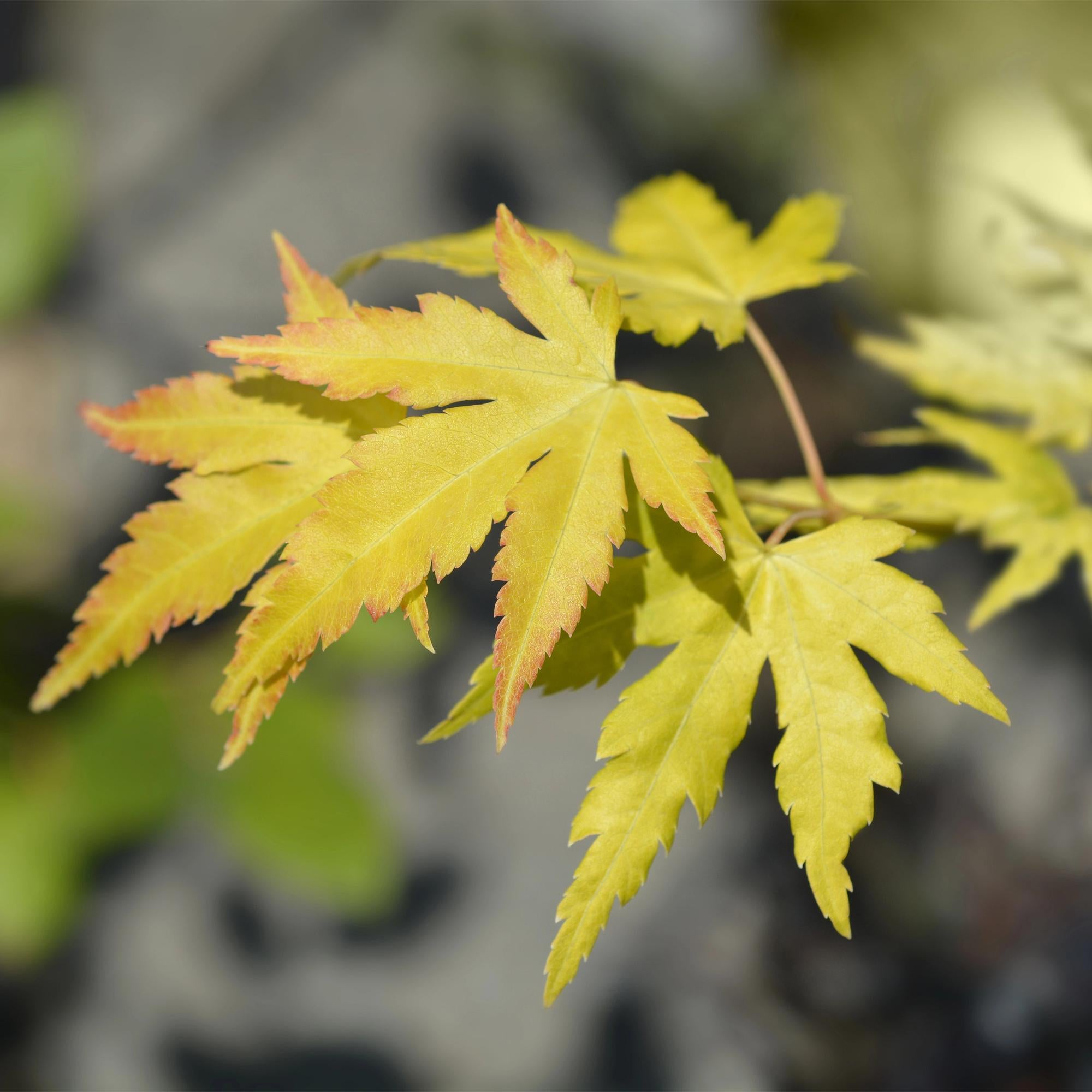 Japanese maple – variety 'Orange Dream', deciduous, 19 cm pot, 70 cm tall