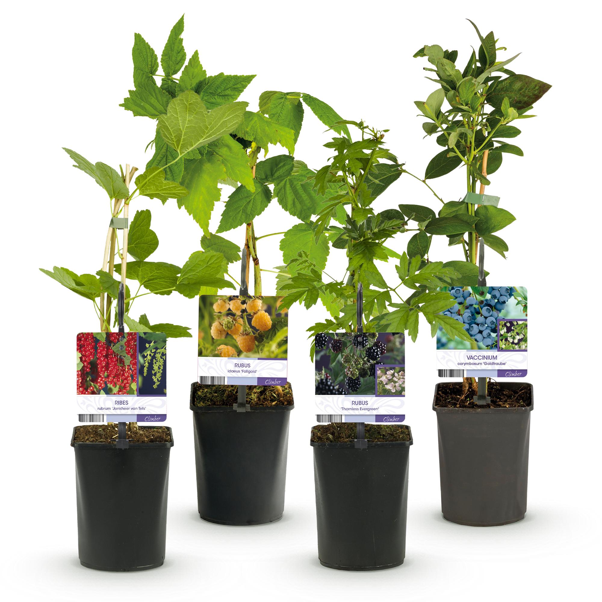 Berry mix – 4 fruit plants: Red berry, yellow raspberry, blackberry & blueberry (11 cm pot, 40 cm high)