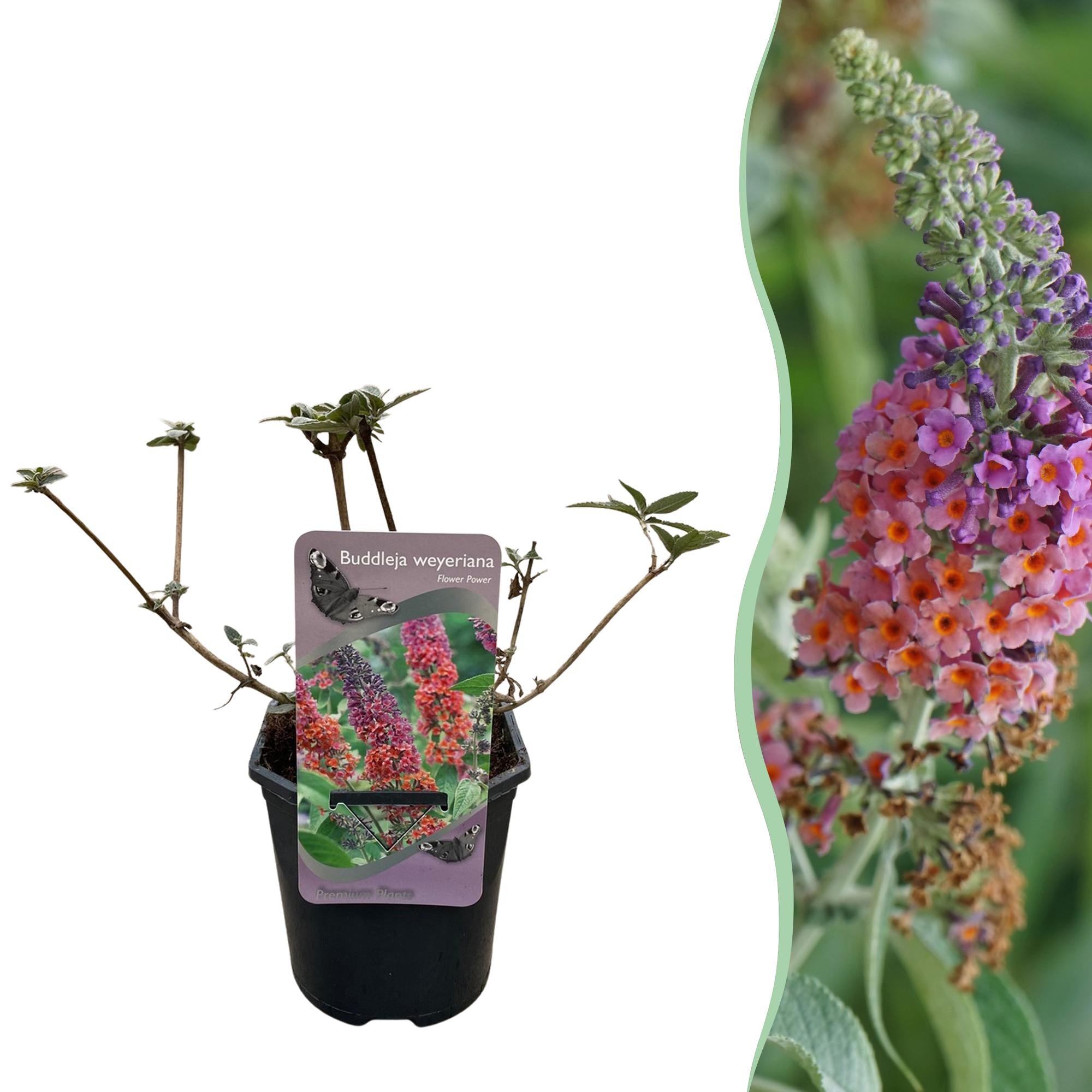 Buddleja davidii 'Flower Power' – lövfällande fjärilsbuske, 17 cm kruka, 30 cm höjd
