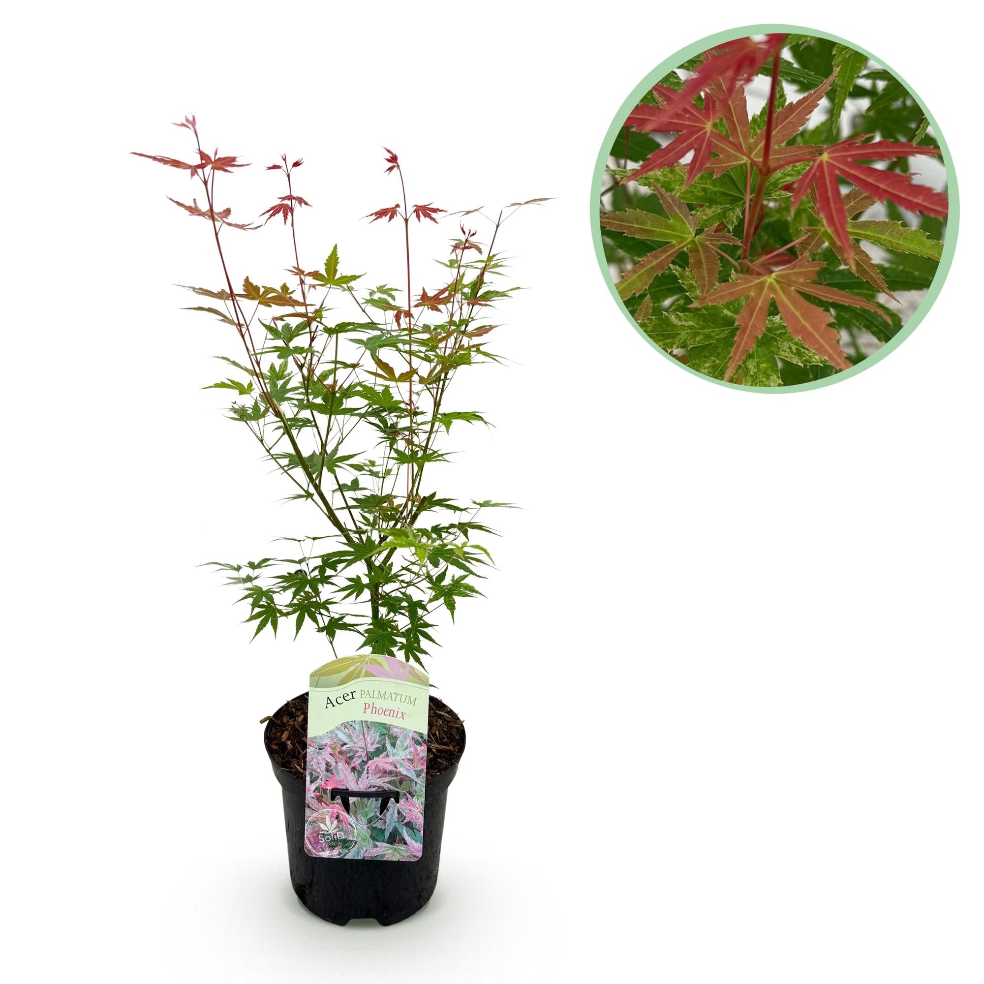 Acer Palmatum 'Phoenix' – javor dlanitý, opadavý – květináč 19 cm, výška 70 cm