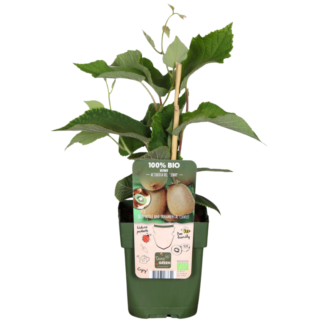 Bio-Kiwi – Jungpflanze im 13 cm Topf, ca. 20 cm hoch