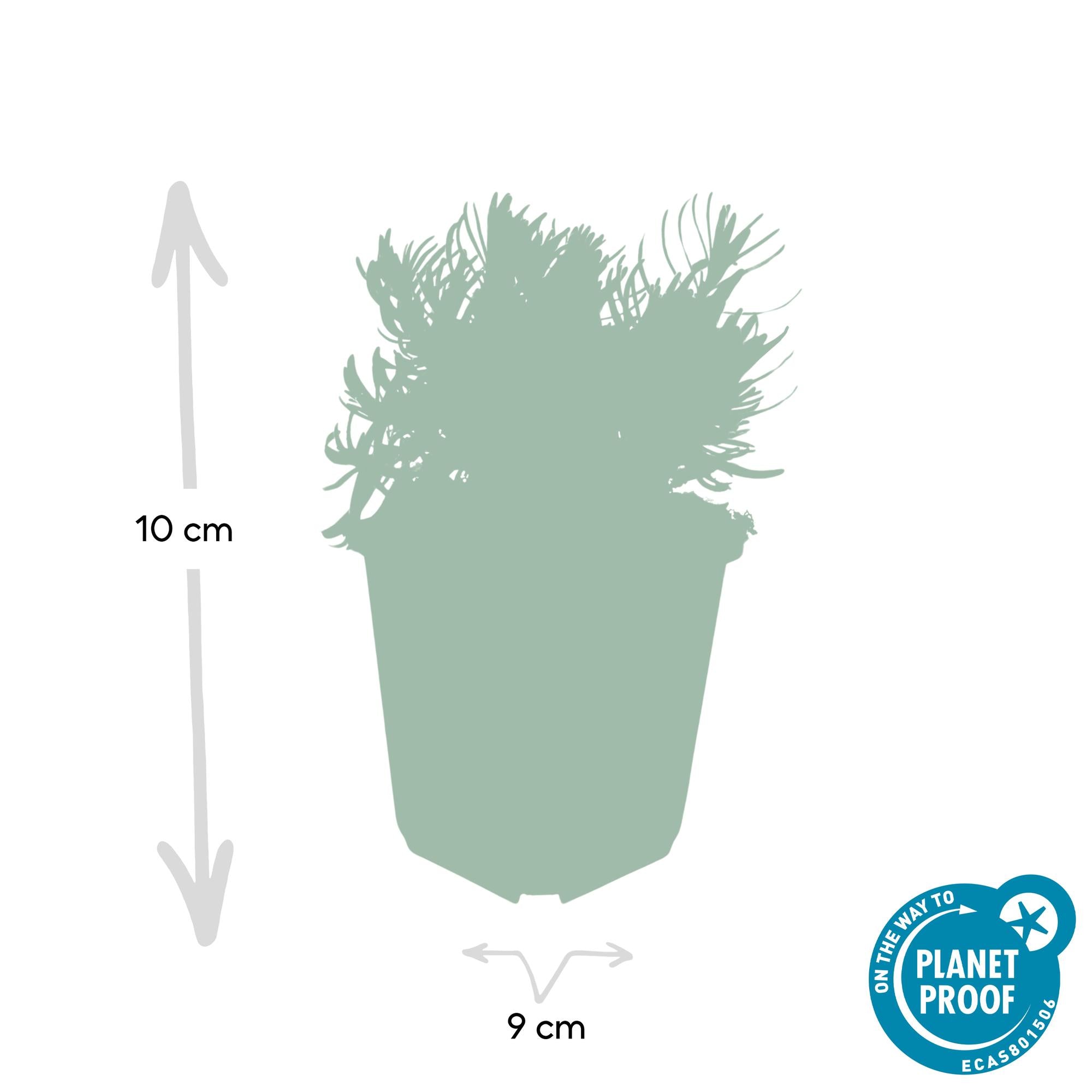 Lavandula ‘Hidcote’ – kompakter Lavendel, 9 cm Topf, 10–25 cm