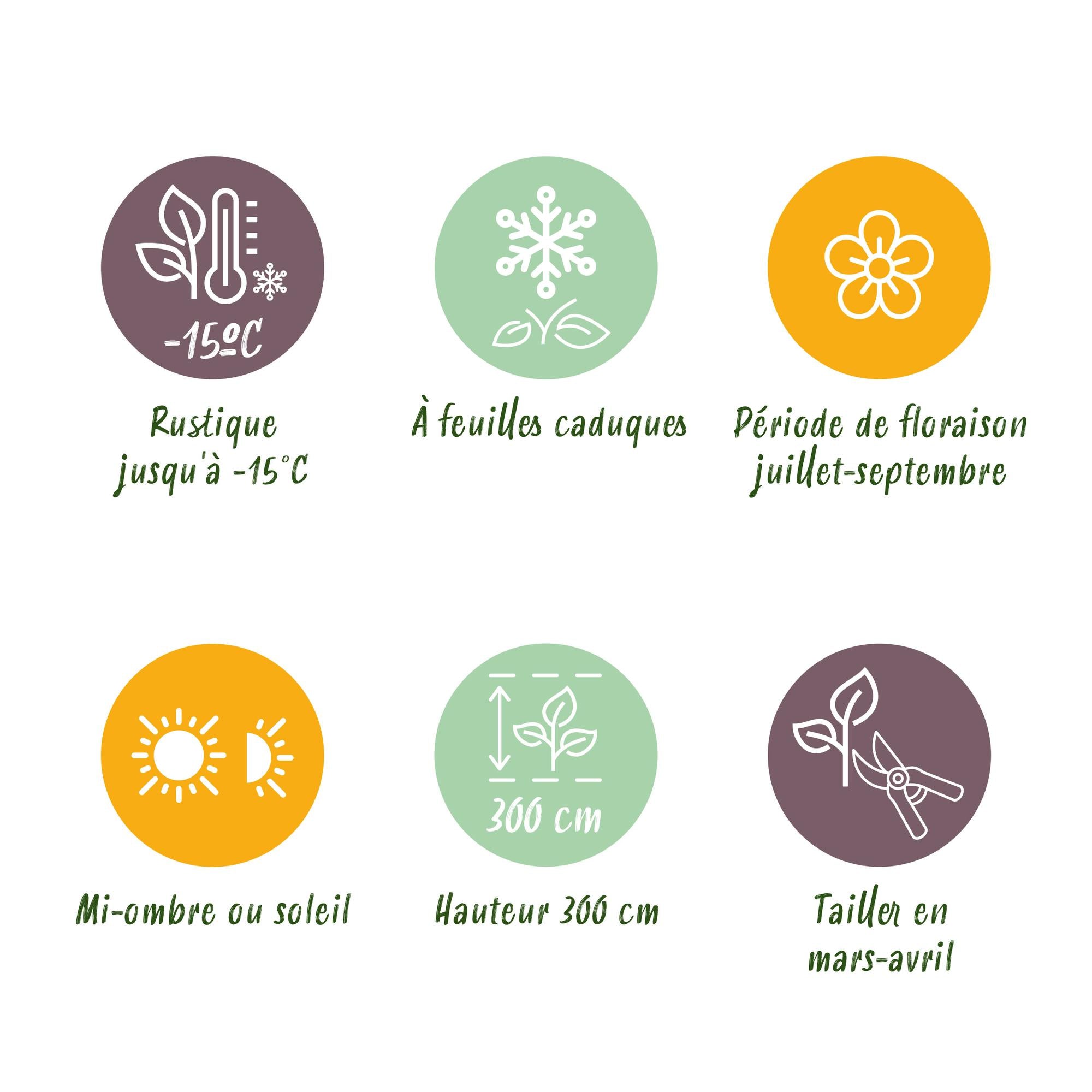 Hibiskus 'Hamabo' – lövfällande, ljusrosa blommande, 17 cm kruka, 45 cm hög