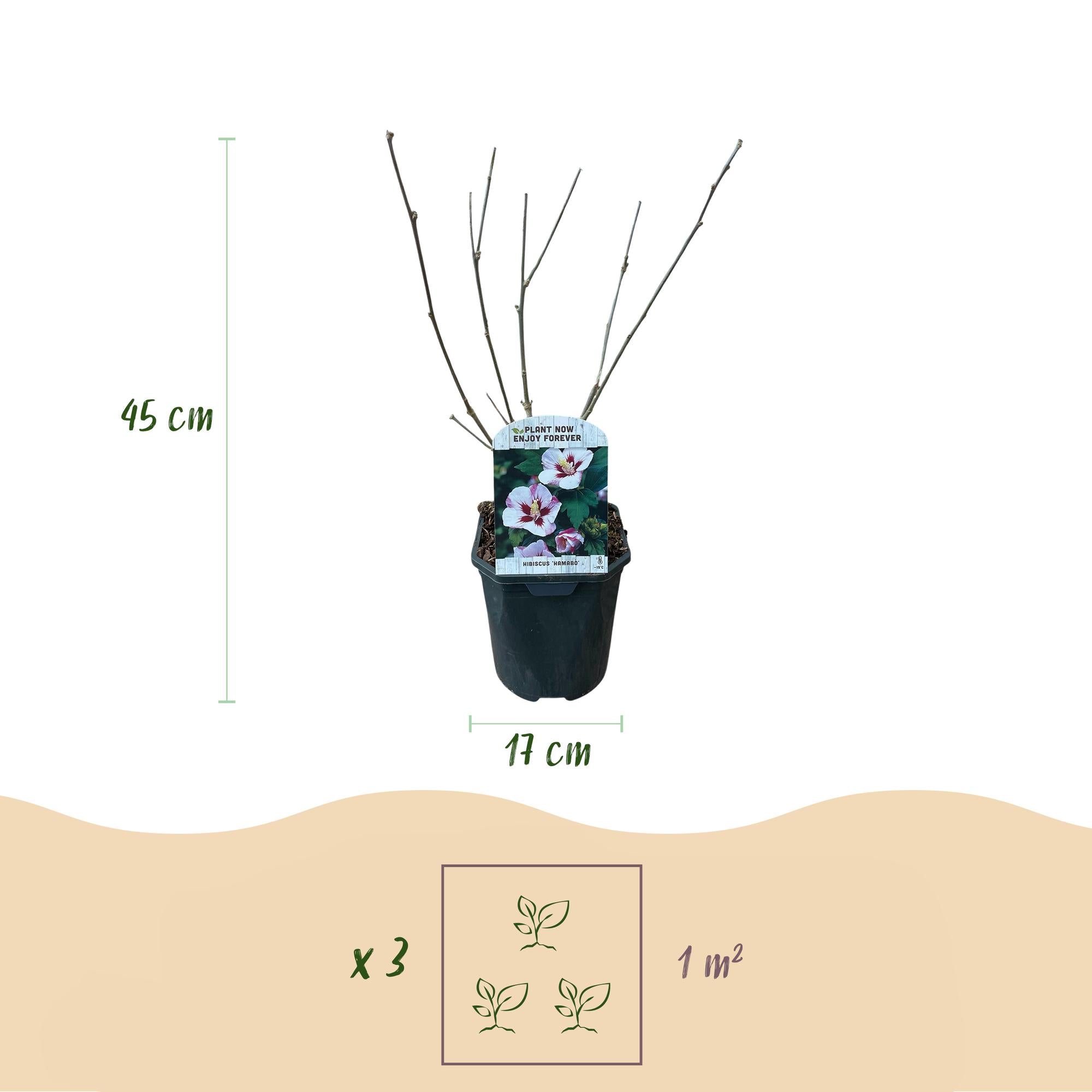 Hibiskus 'Hamabo' – lövfällande, ljusrosa blommande, 17 cm kruka, 45 cm hög